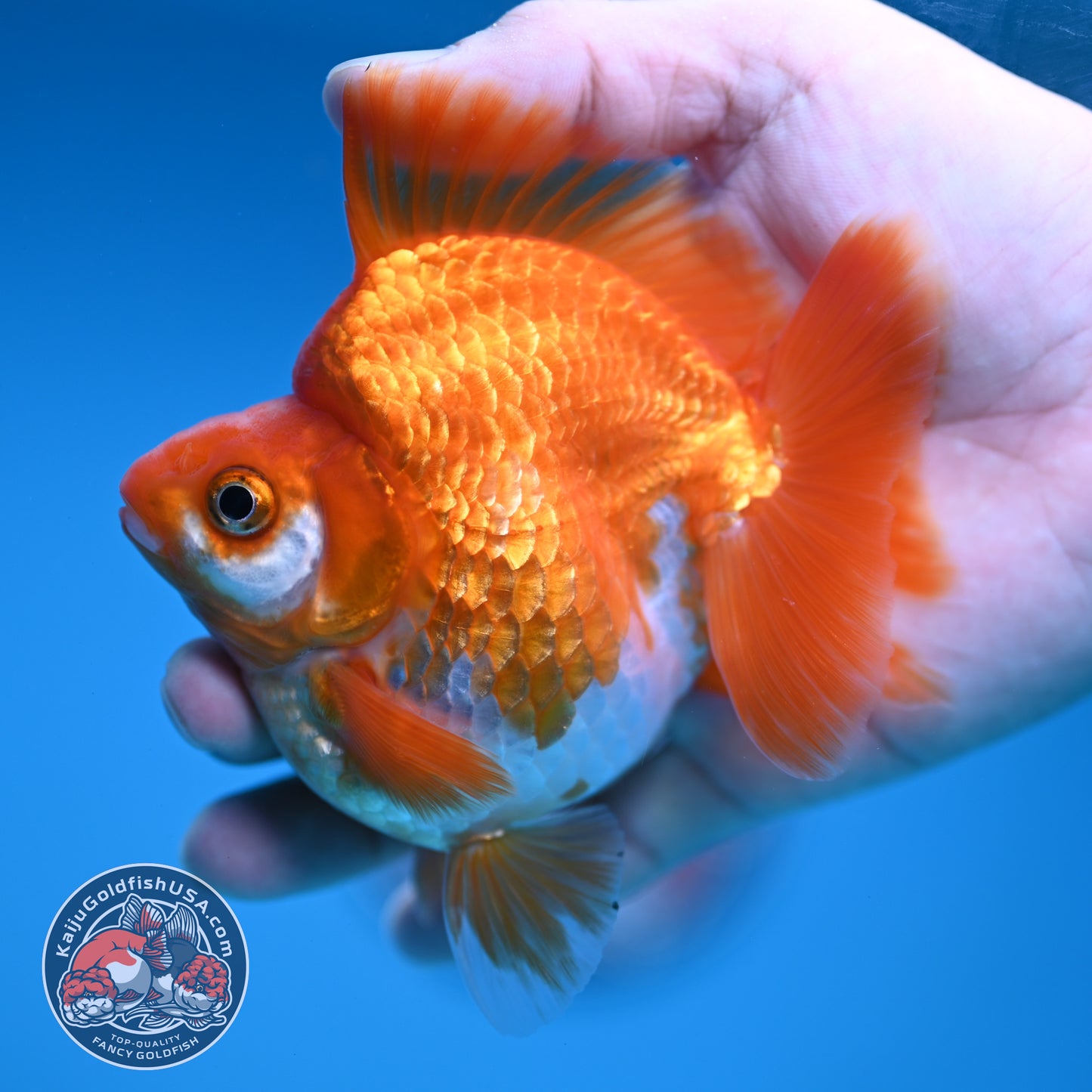 A Grade Red White Ryukin 3.5 inch Body (251219_RY05)