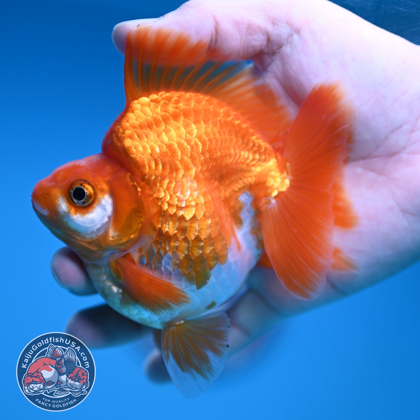 A Grade Red White Ryukin 3.5 inch Body (251219_RY05)