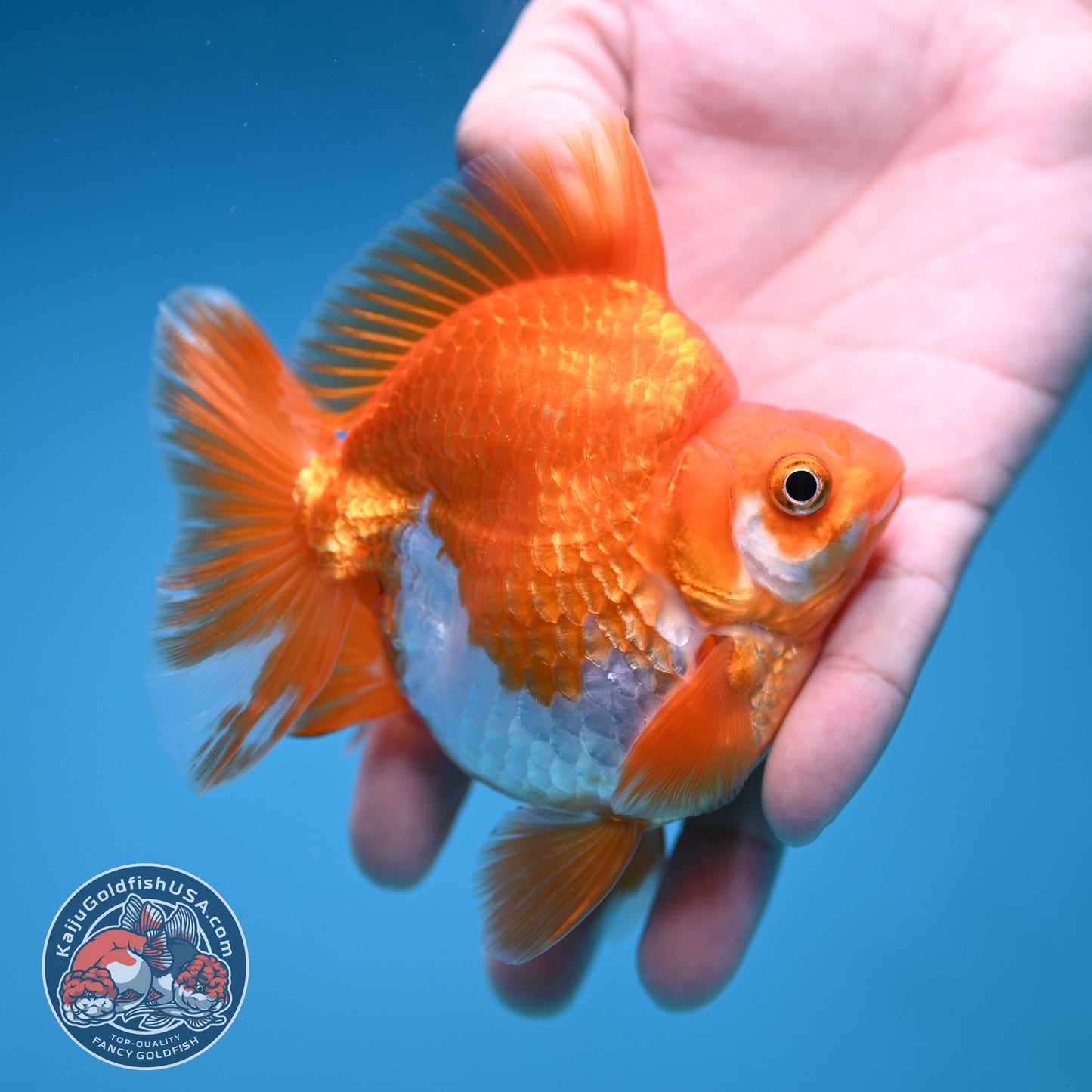 A Grade Red White Ryukin 3.5 inch Body (251219_RY05)