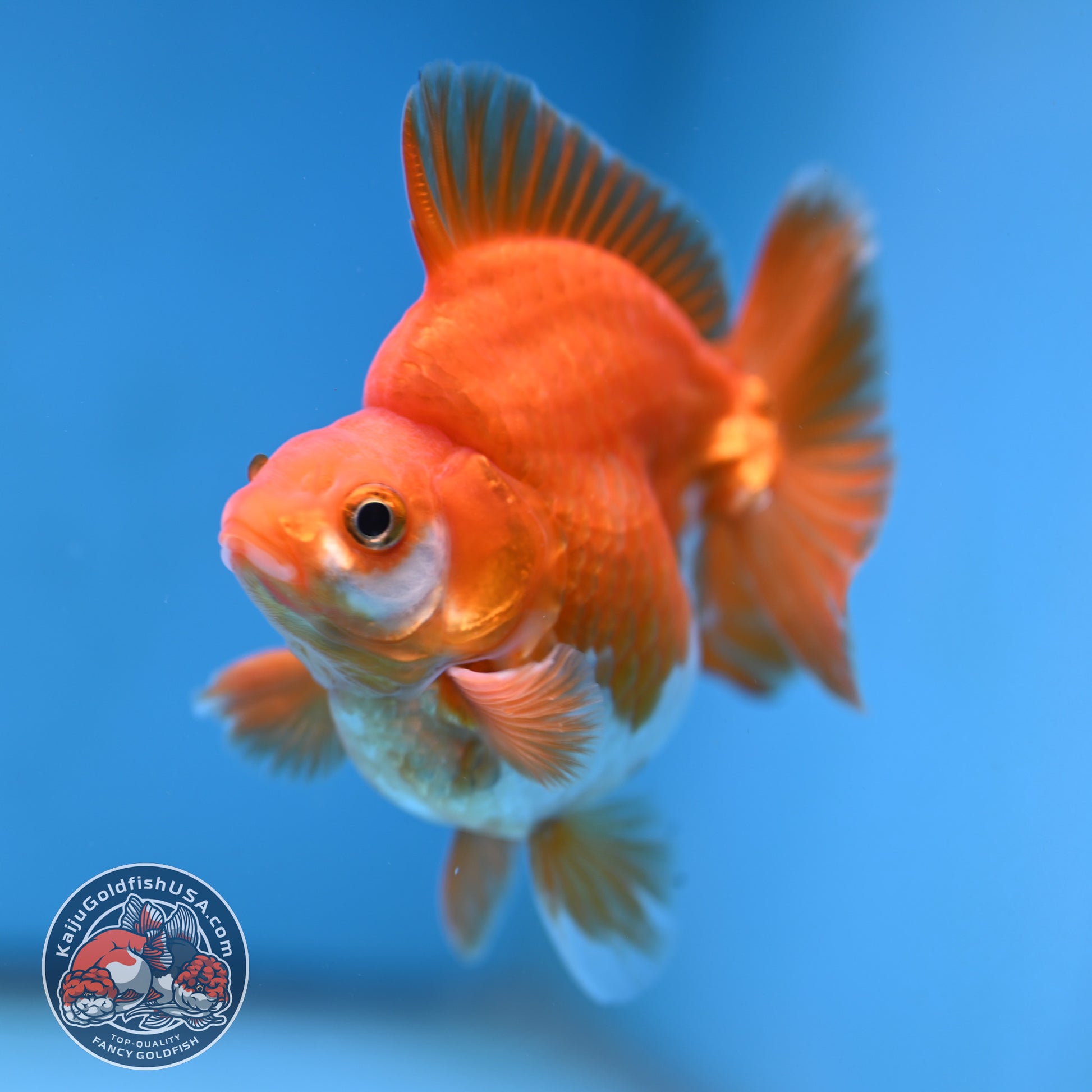 A Grade Red White Ryukin 3.5 inch Body (251219_RY05)