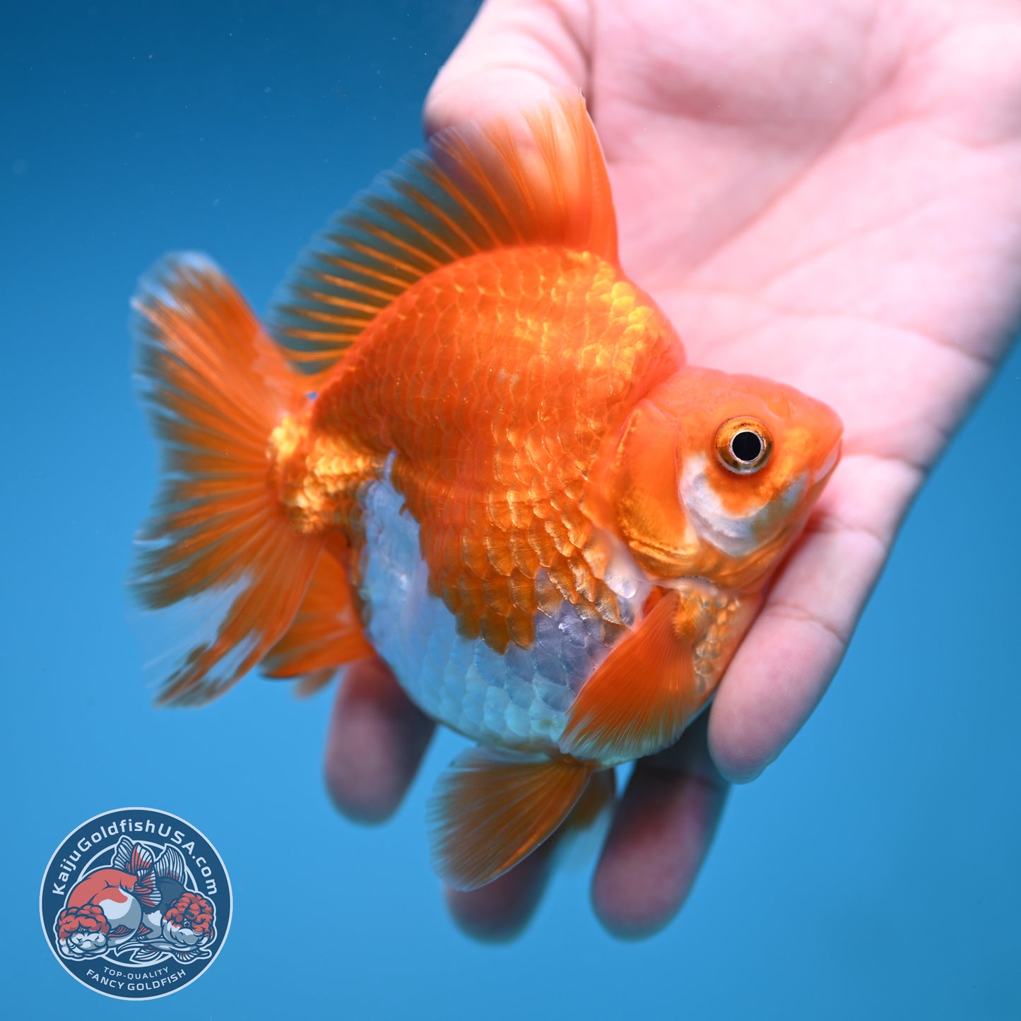 A Grade Red White Ryukin 3.5 inch Body (251219_RY05)