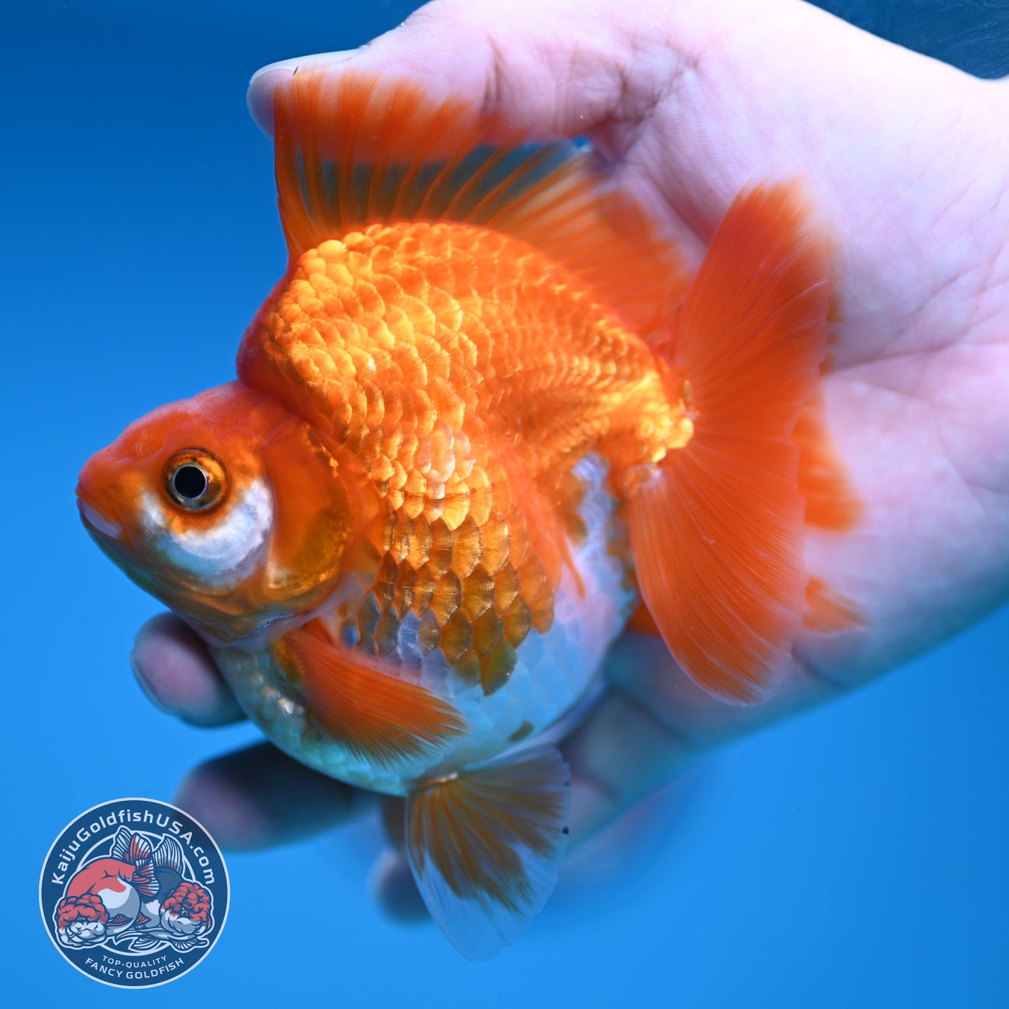 A Grade Red White Ryukin 3.5 inch Body (251219_RY05)