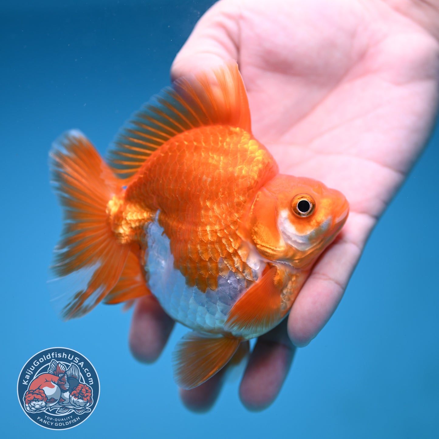 A Grade Red White Ryukin 3.5 inch Body (251219_RY05)