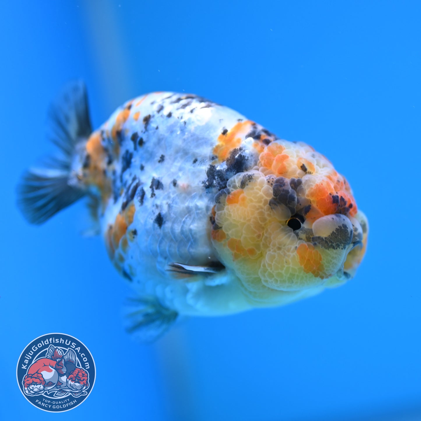 A Grade Tricolor Tiger Ranchu 3.2 inch Body (251219_RC06)
