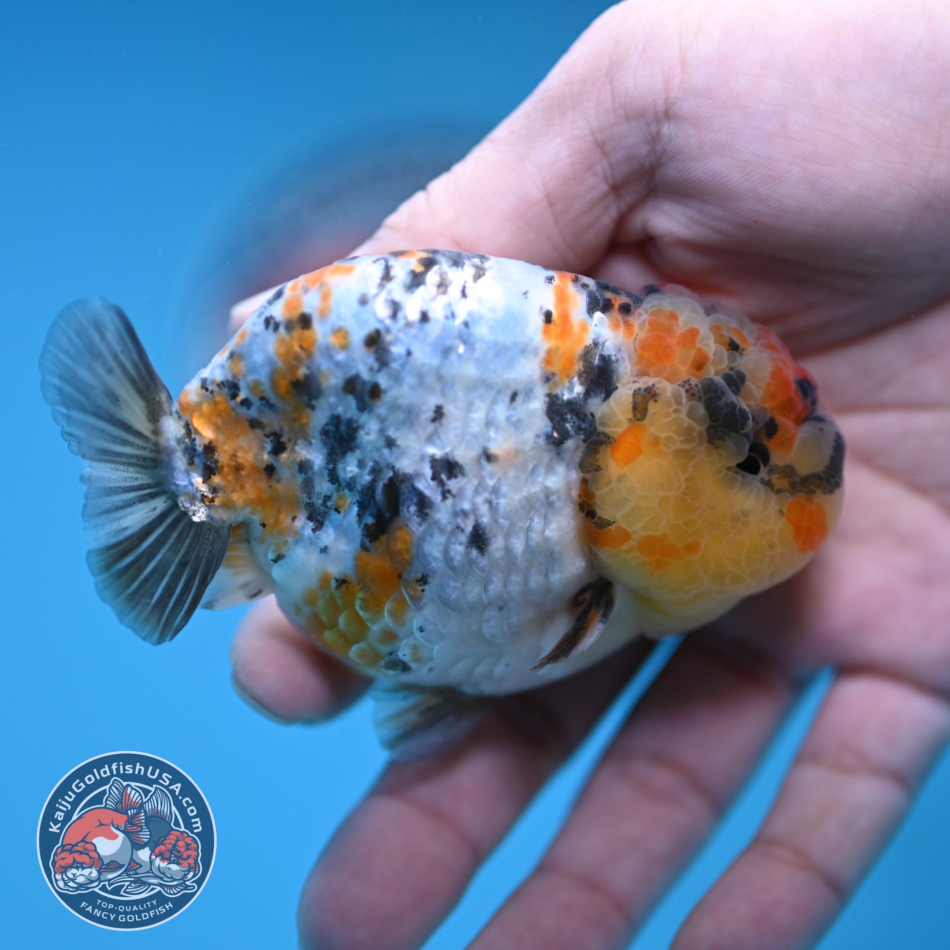 A Grade Tricolor Tiger Ranchu 3.2 inch Body (251219_RC06)