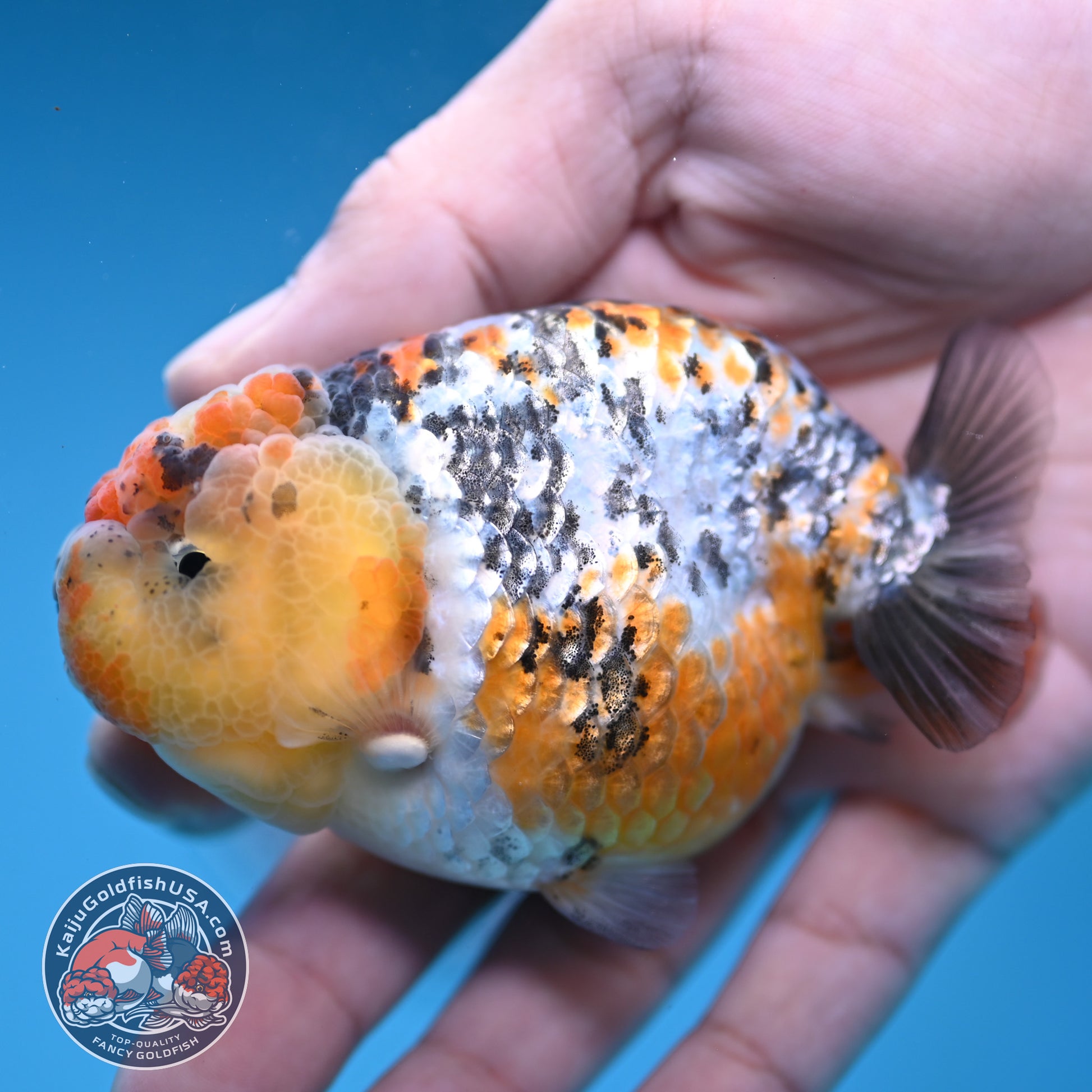 A Grade Tricolor Tiger Ranchu 3.2 inch Body (251219_RC06)