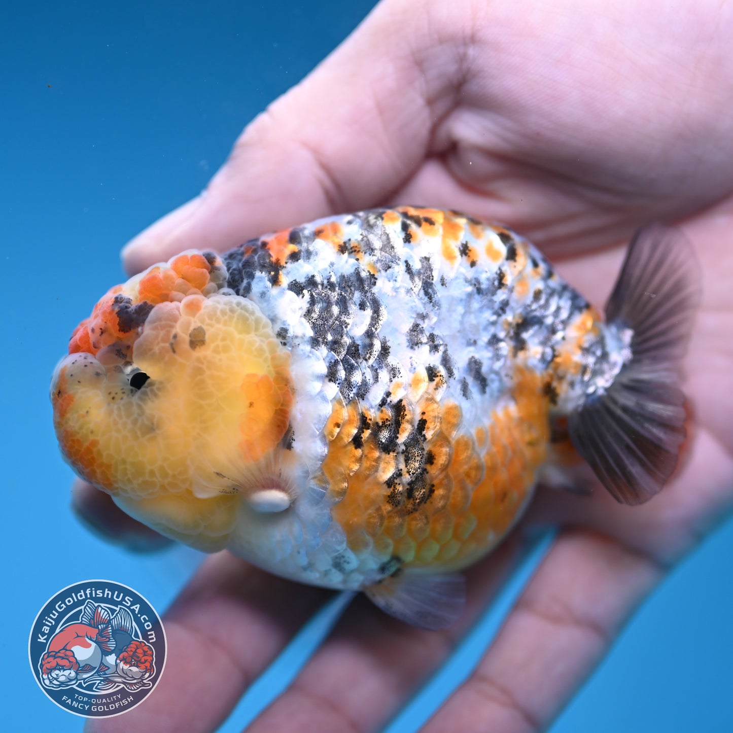 A Grade Tricolor Tiger Ranchu 3.2 inch Body (251219_RC06)