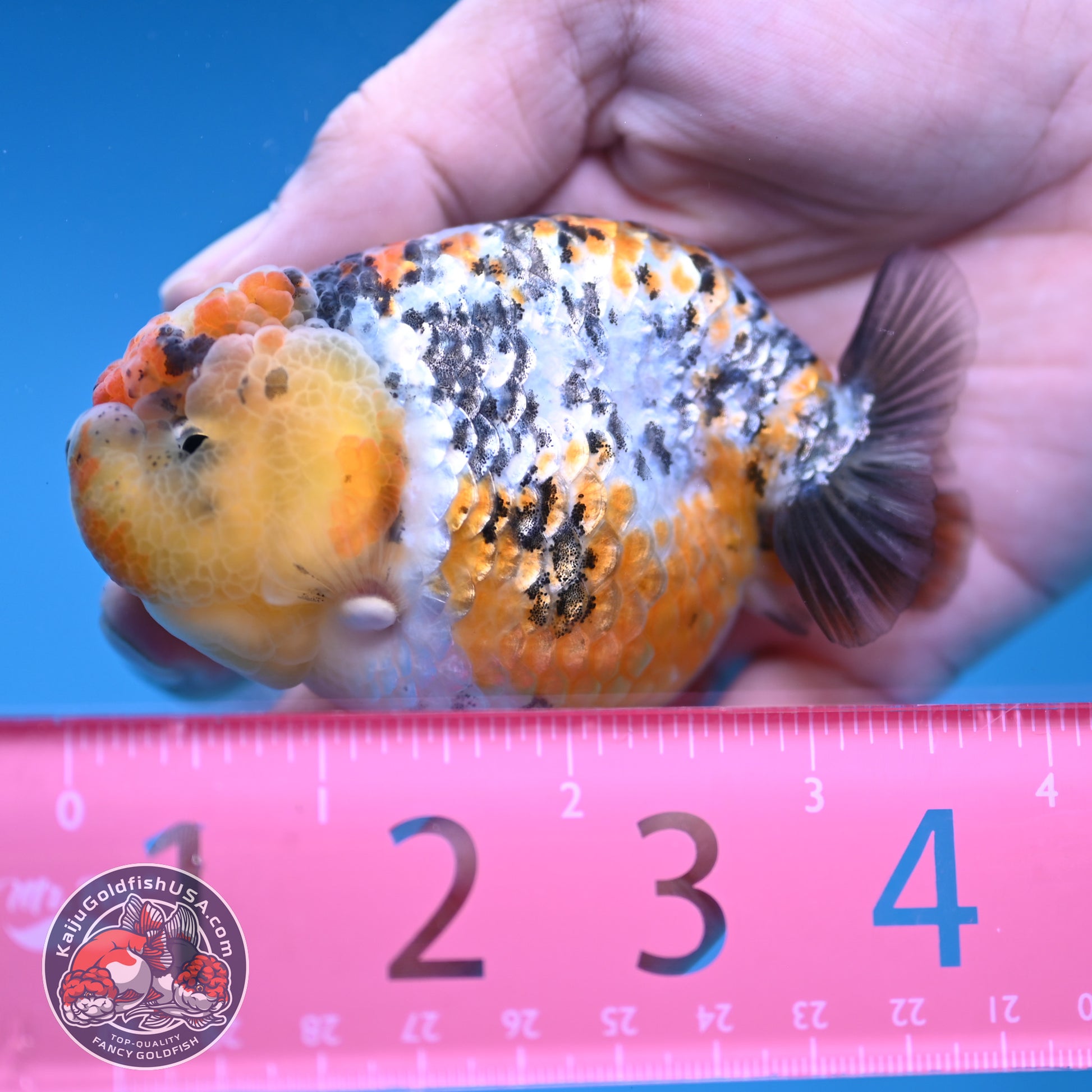 A Grade Tricolor Tiger Ranchu 3.2 inch Body (251219_RC06)