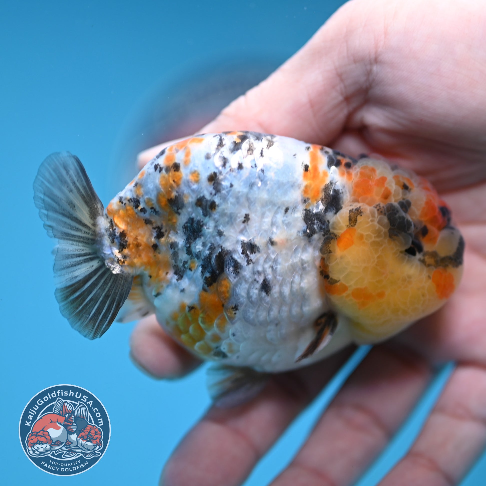 A Grade Tricolor Tiger Ranchu 3.2 inch Body (251219_RC06)