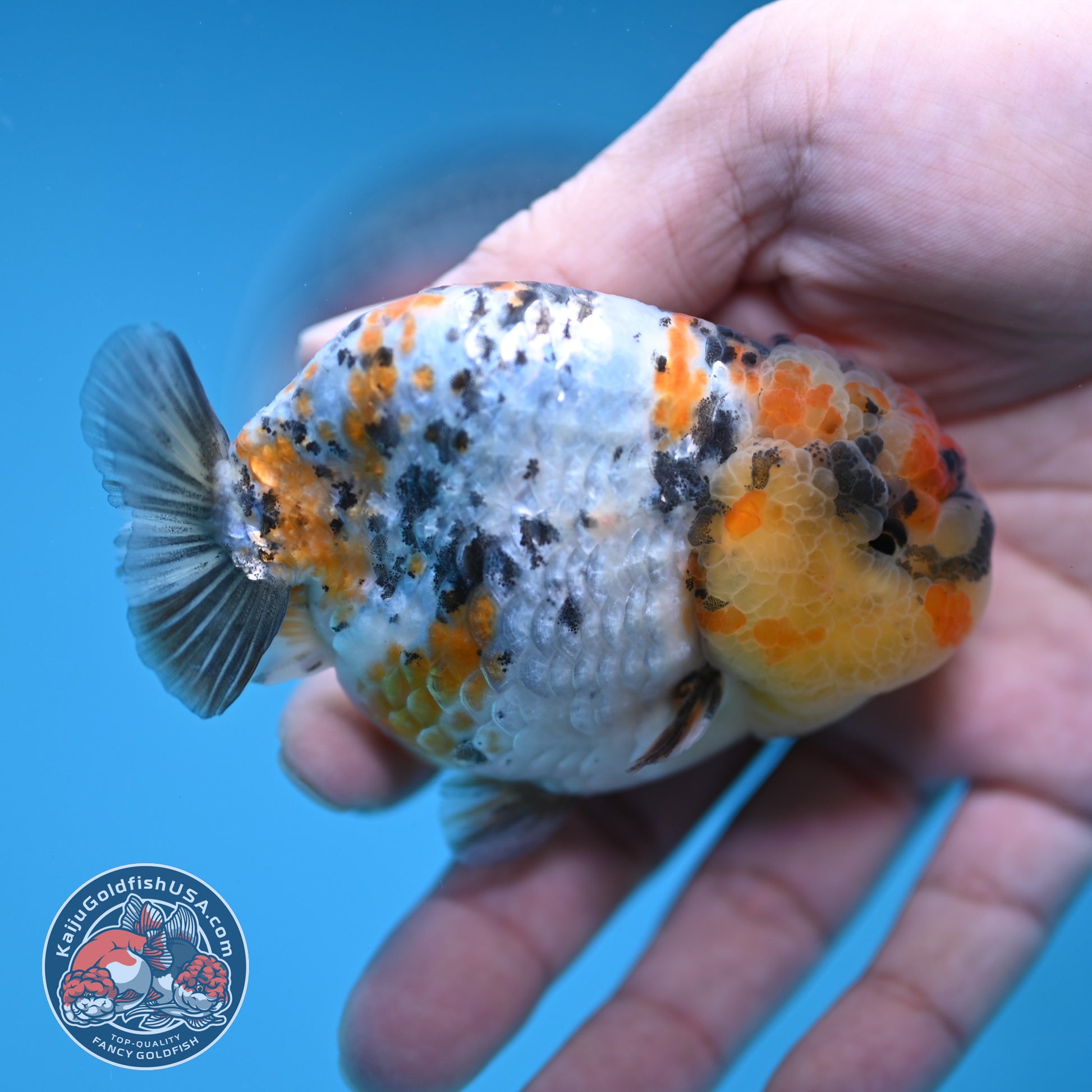 A Grade Tricolor Tiger Ranchu 3.2 inch Body (251219_RC06)