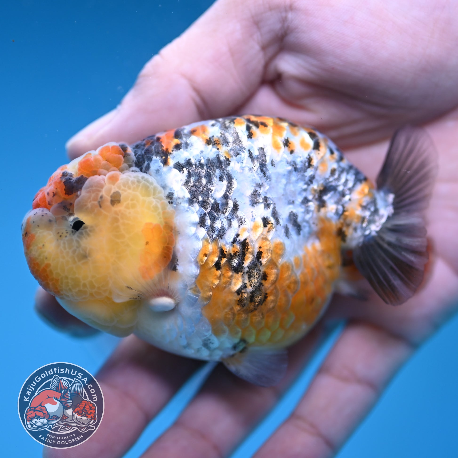 A Grade Tricolor Tiger Ranchu 3.2 inch Body (251219_RC06)