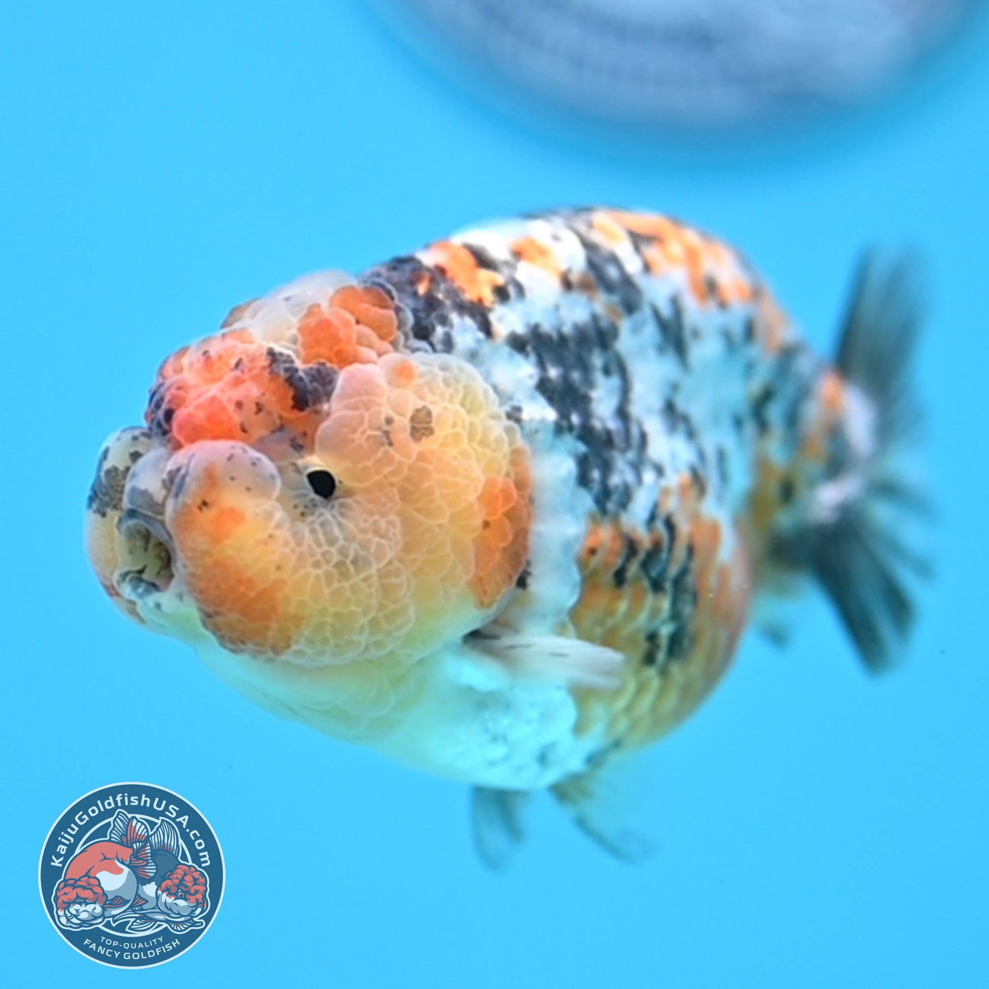 A Grade Tricolor Tiger Ranchu 3.2 inch Body (251219_RC06)