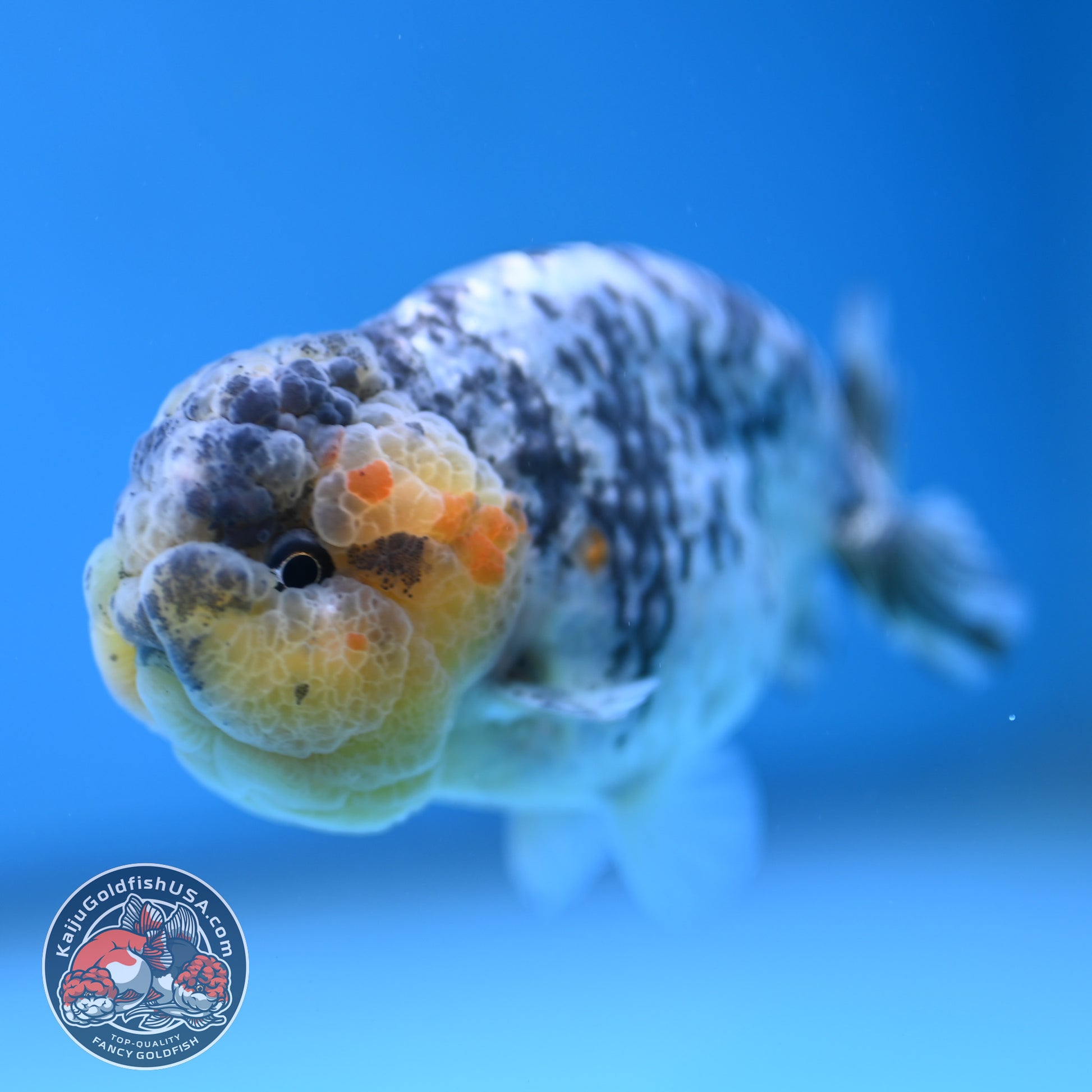 A Grade White Tiger Ranchu 3 inch Body (251219_RC07)