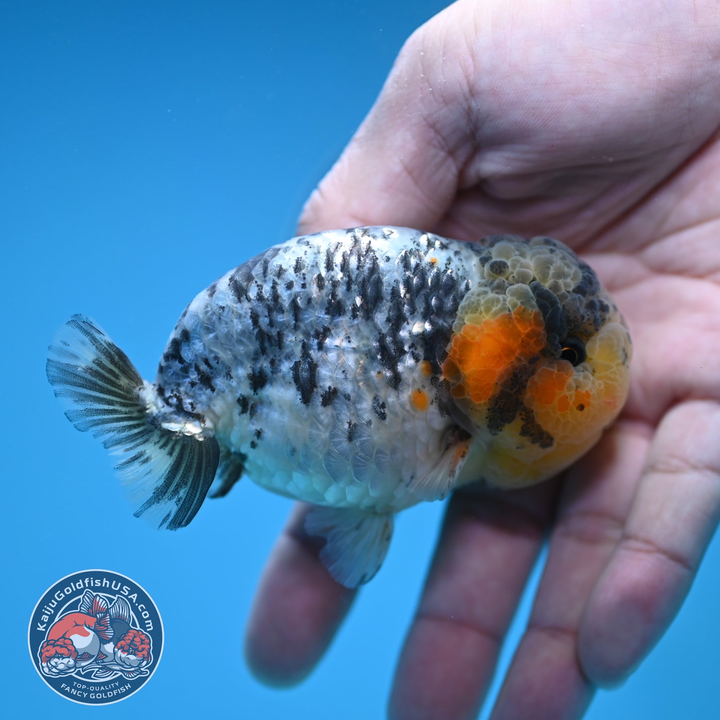 A Grade White Tiger Ranchu 3 inch Body (251219_RC07)