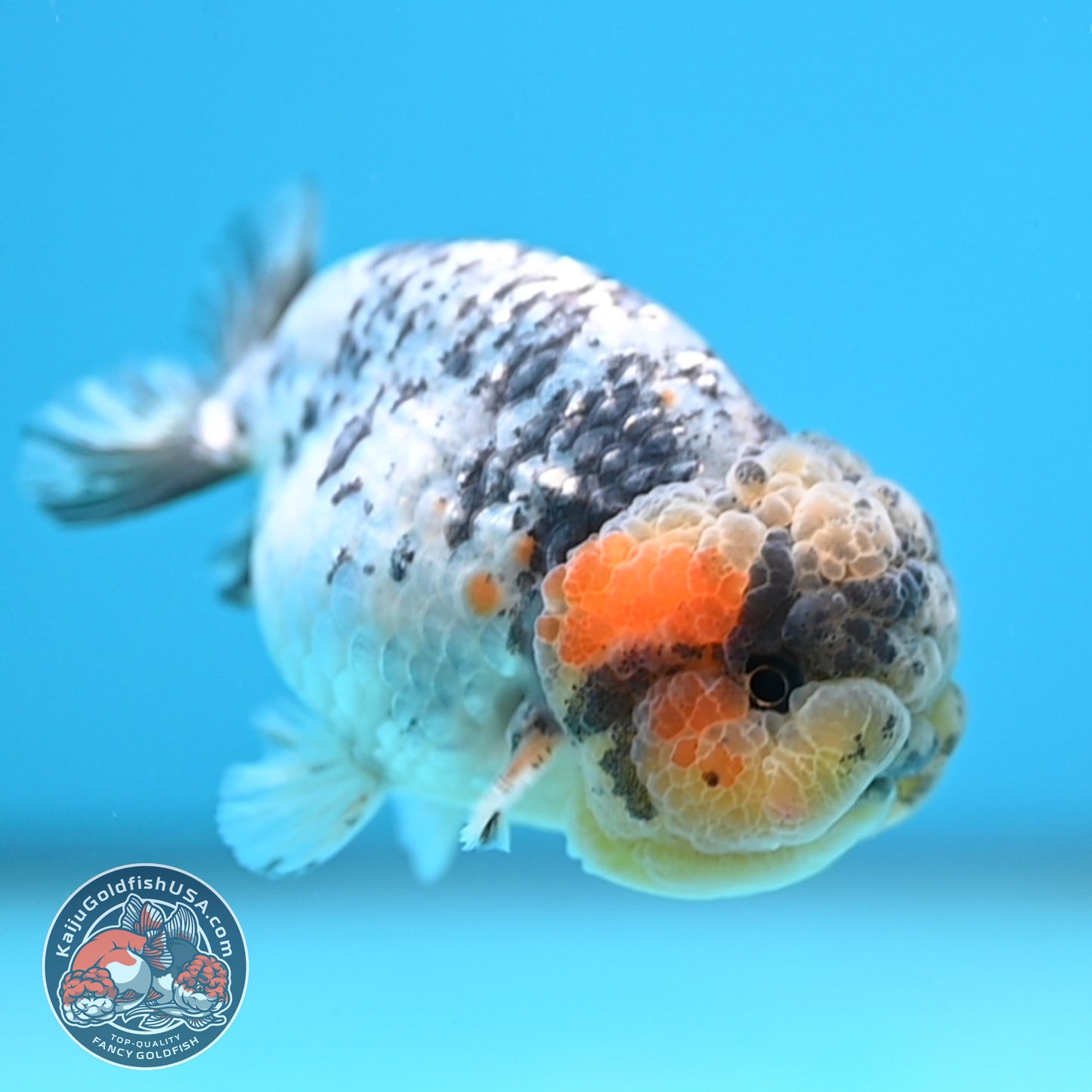 A Grade White Tiger Ranchu 3 inch Body (251219_RC07)