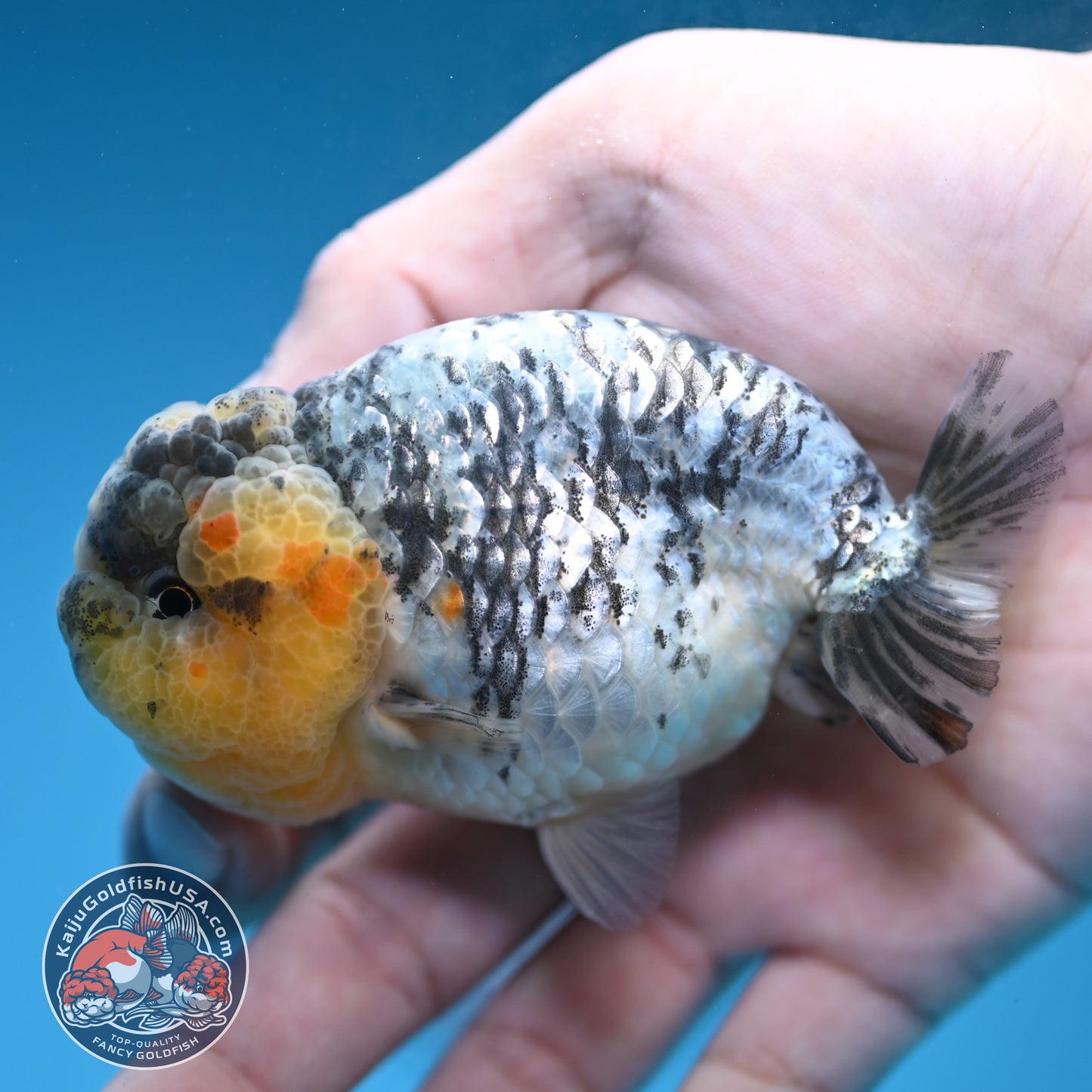 A Grade White Tiger Ranchu 3 inch Body (251219_RC07)