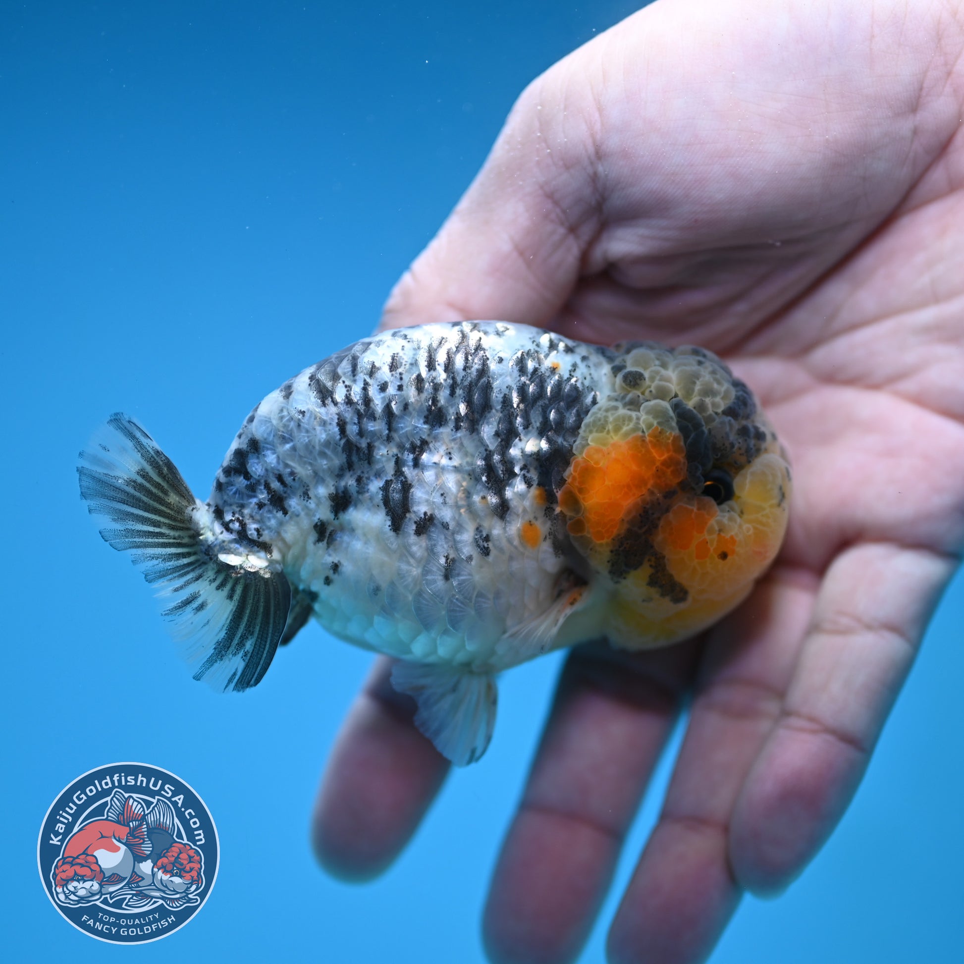 A Grade White Tiger Ranchu 3 inch Body (251219_RC07)
