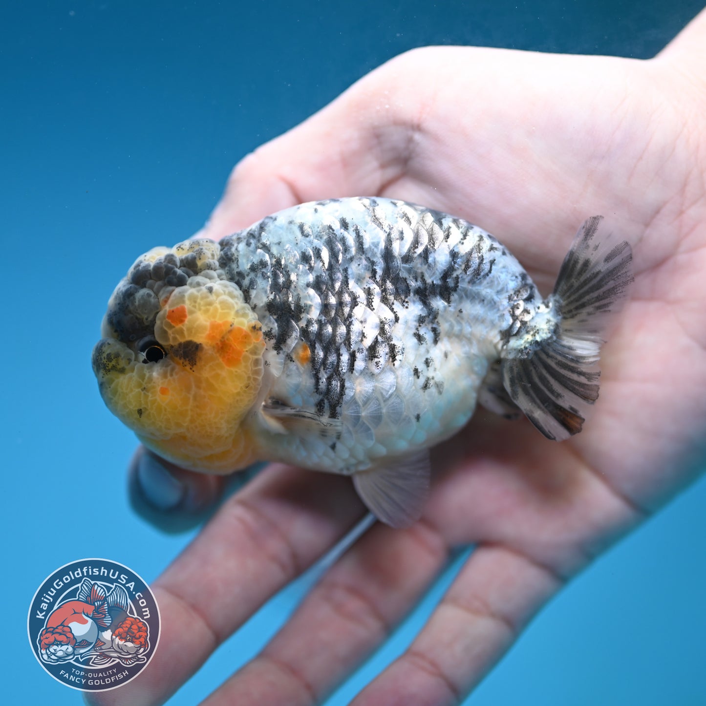 A Grade White Tiger Ranchu 3 inch Body (251219_RC07)