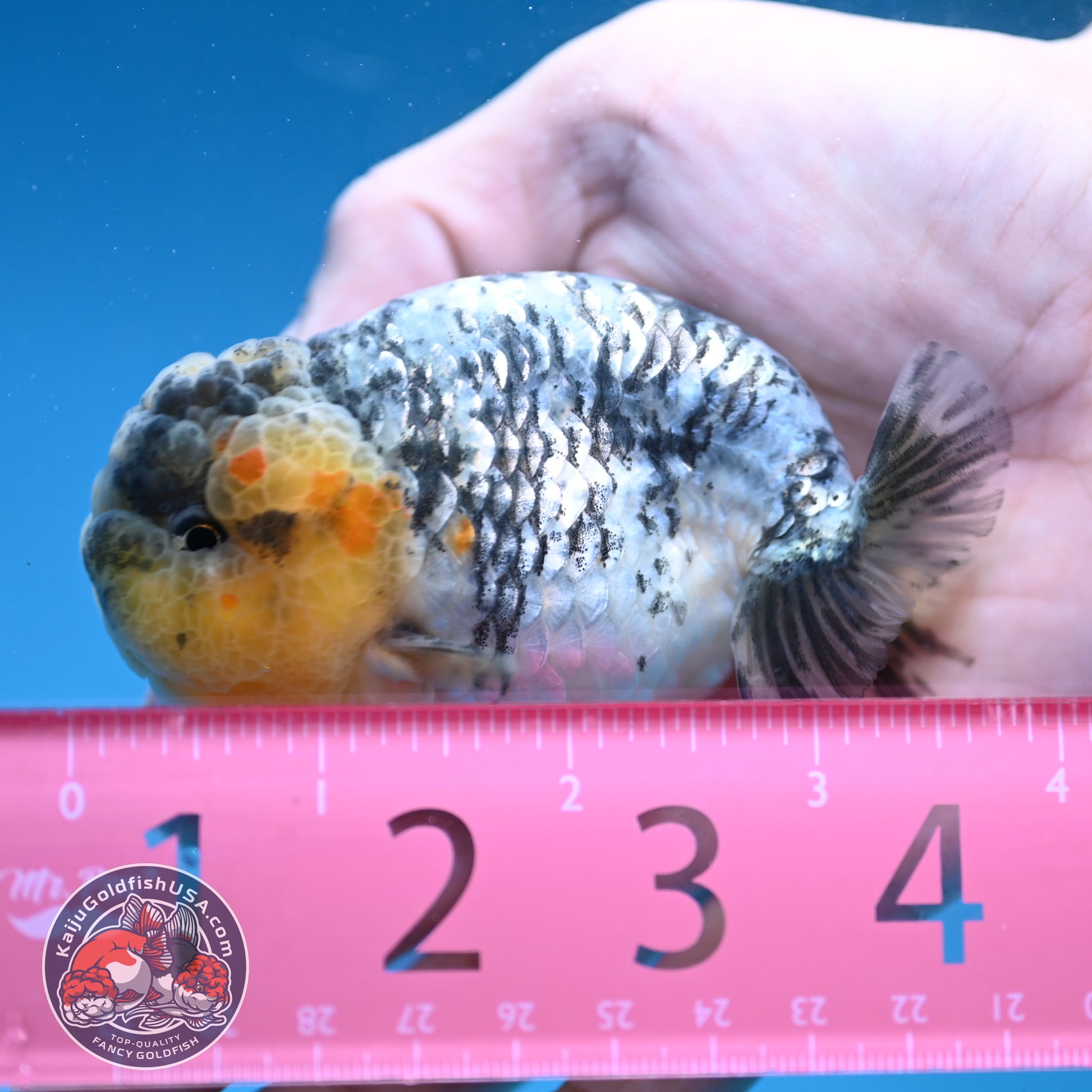 A Grade White Tiger Ranchu 3 inch Body (251219_RC07)