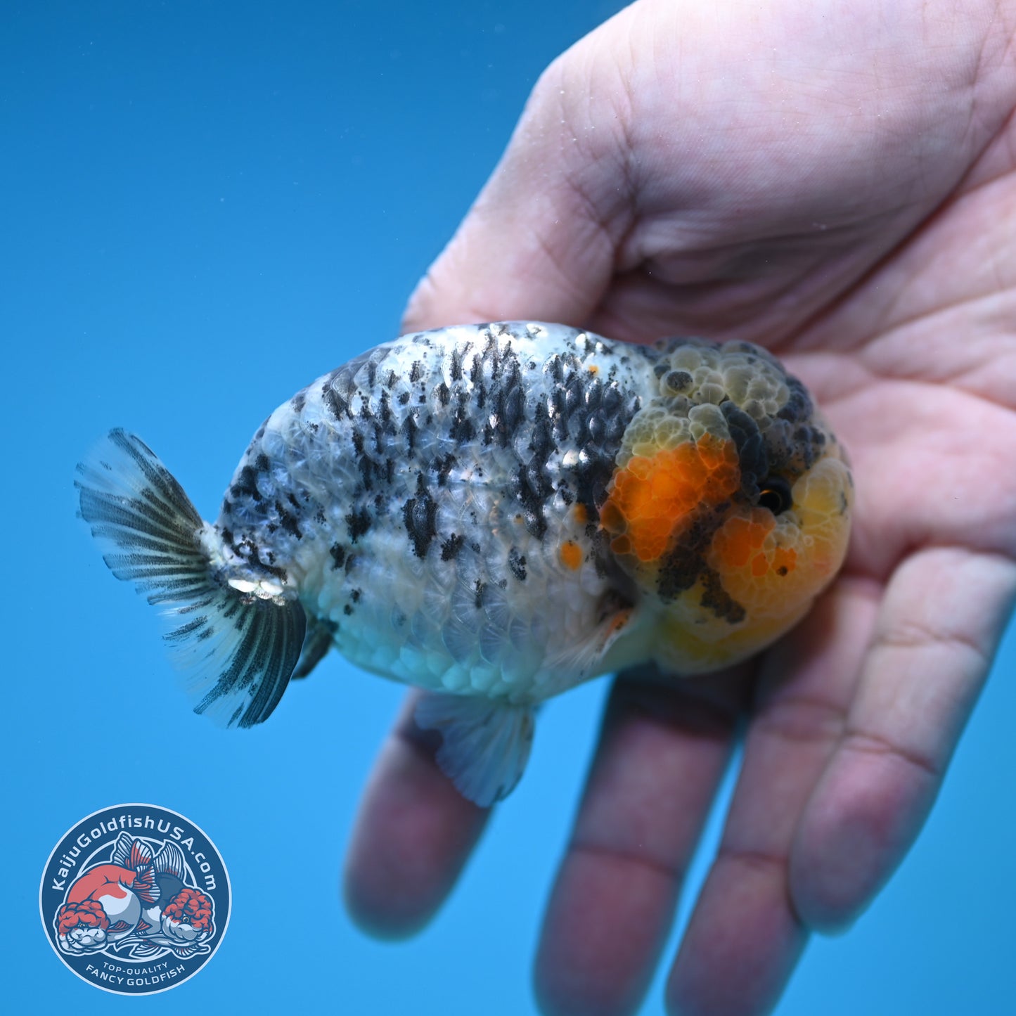 A Grade White Tiger Ranchu 3 inch Body (251219_RC07)