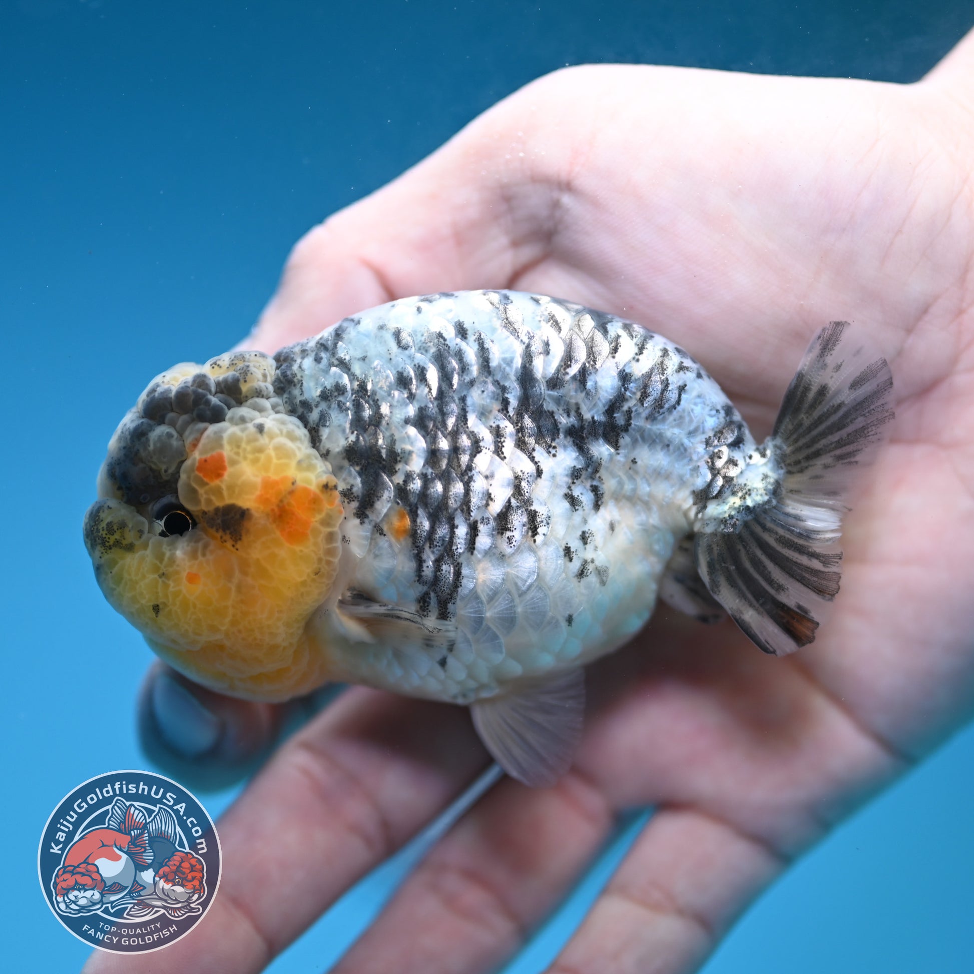 A Grade White Tiger Ranchu 3 inch Body (251219_RC07)