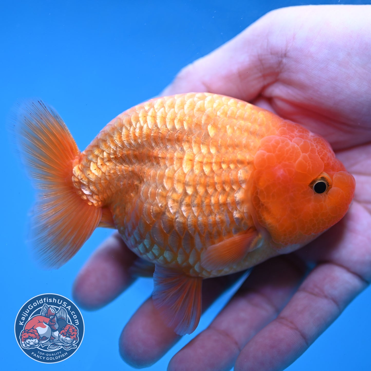 AA Grade Classic Gold Lionchu/Ranchu 4 inch Body (260220_RC04)