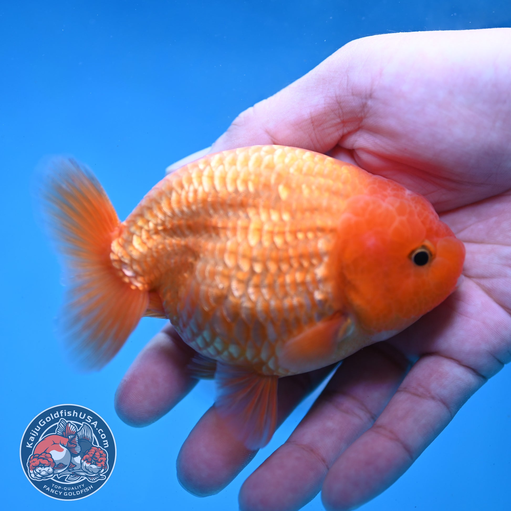 AA Grade Classic Gold Lionchu/Ranchu 4 inch Body (260220_RC04)