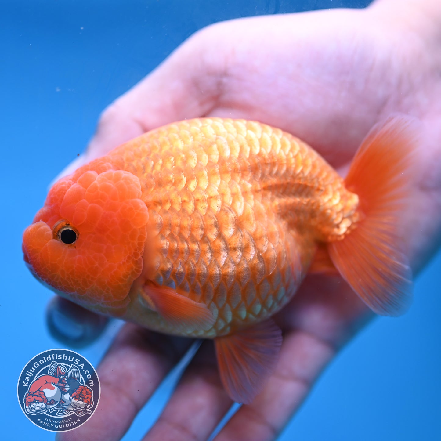 AA Grade Classic Gold Lionchu/Ranchu 4 inch Body (260220_RC04)