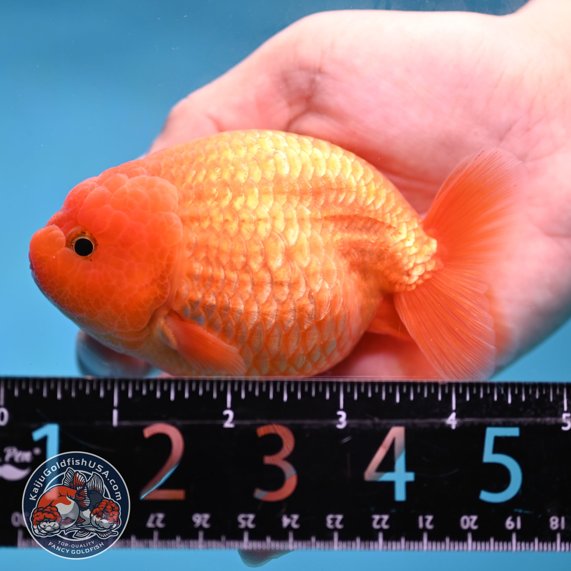AA Grade Classic Gold Lionchu/Ranchu 4 inch Body (260220_RC04)