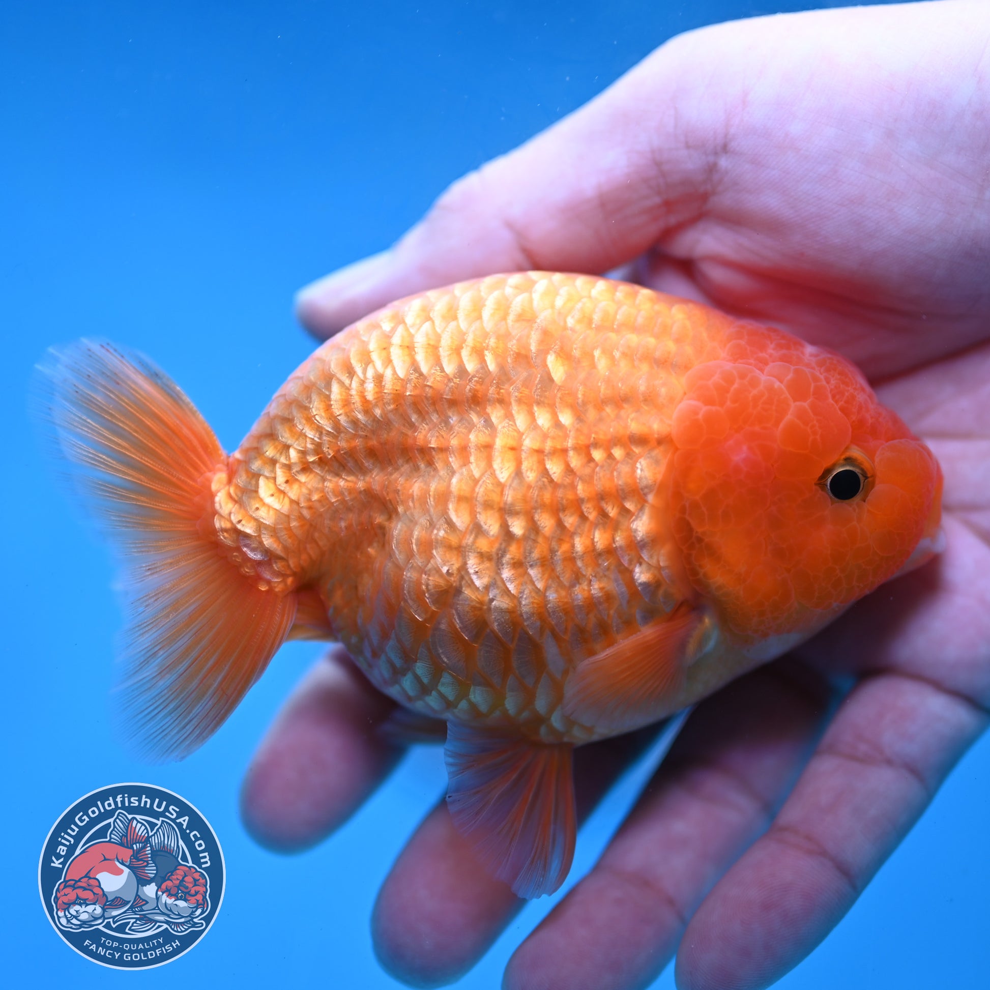 AA Grade Classic Gold Lionchu/Ranchu 4 inch Body (260220_RC04)