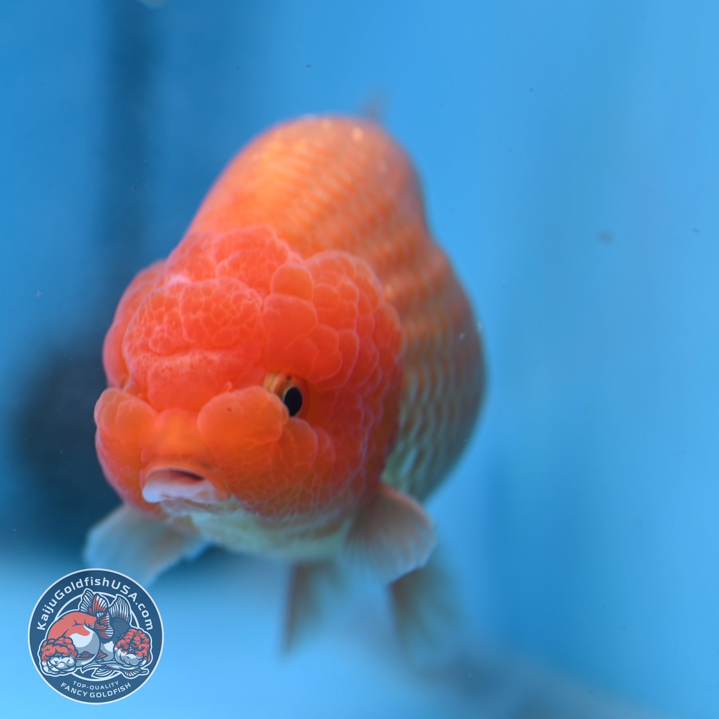 AA Grade Classic Gold Lionchu/Ranchu 4 inch Body (260220_RC04)