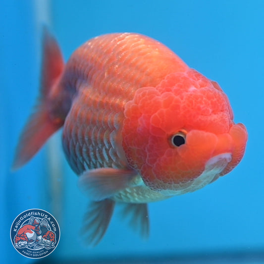AA Grade Classic Gold Lionchu/Ranchu 4 inch Body (260220_RC04)