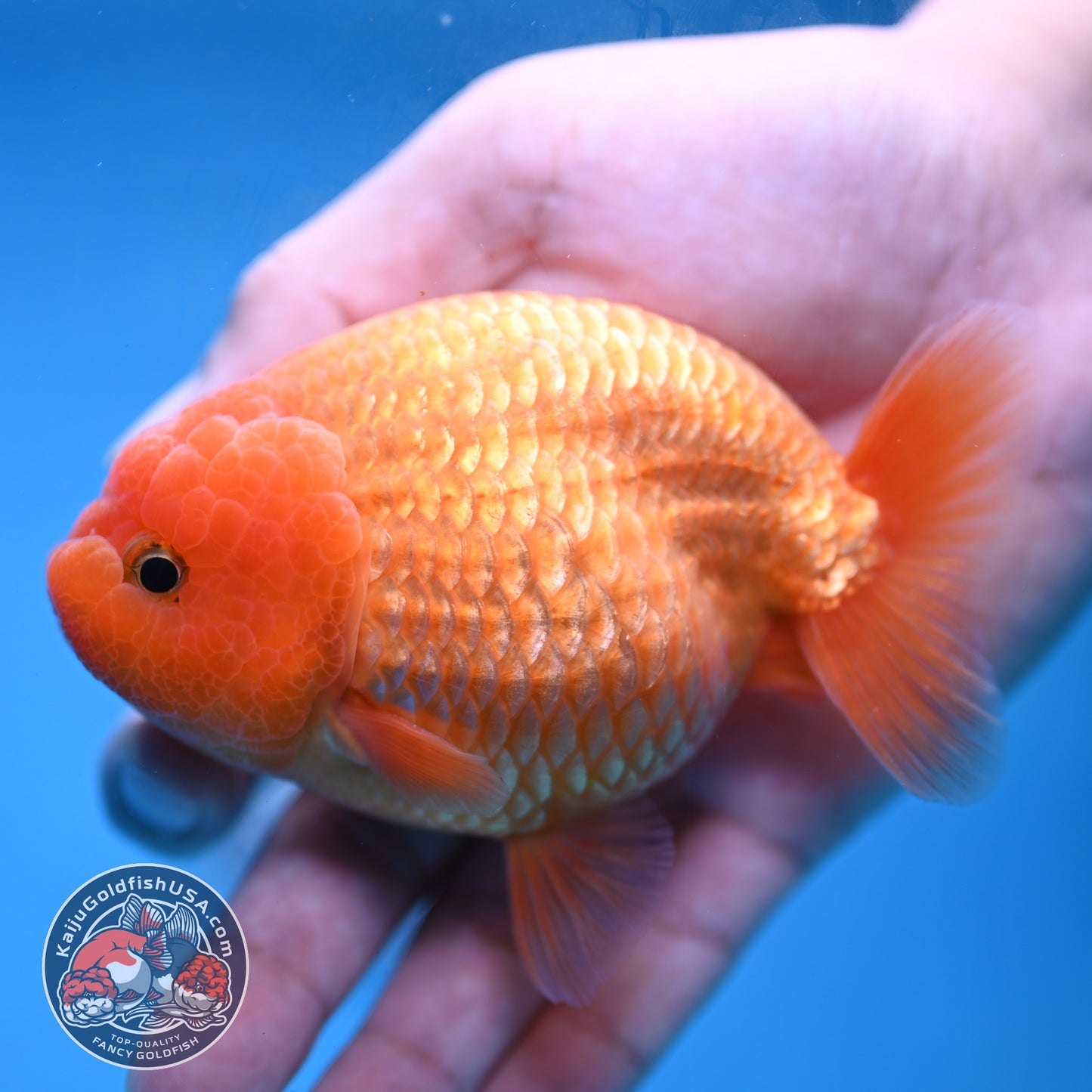 AA Grade Classic Gold Lionchu/Ranchu 4 inch Body (260220_RC04)