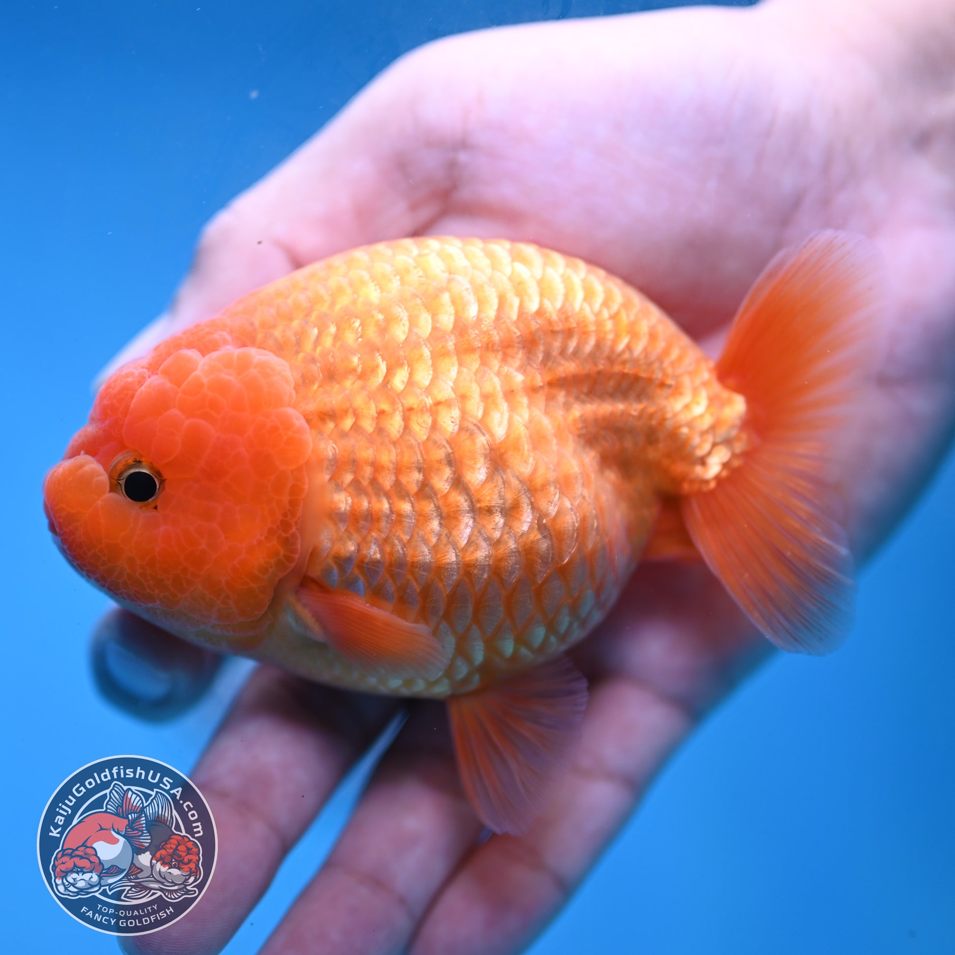 AA Grade Classic Gold Lionchu/Ranchu 4 inch Body (260220_RC04)