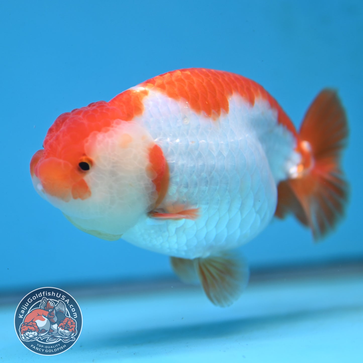 AA Grade Red White Buffalo Ranchu 4 inch Body (251219_RC02)