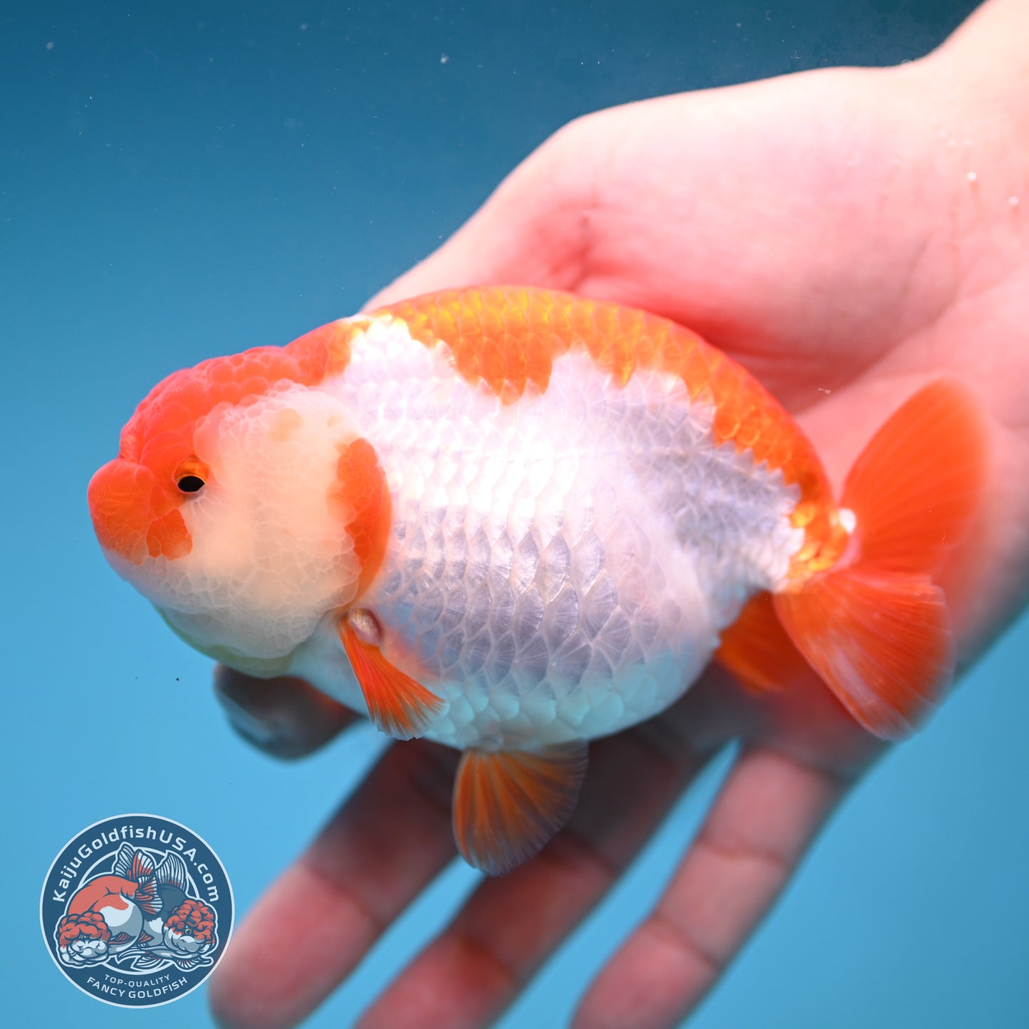 AA Grade Red White Buffalo Ranchu 4 inch Body (251219_RC02)