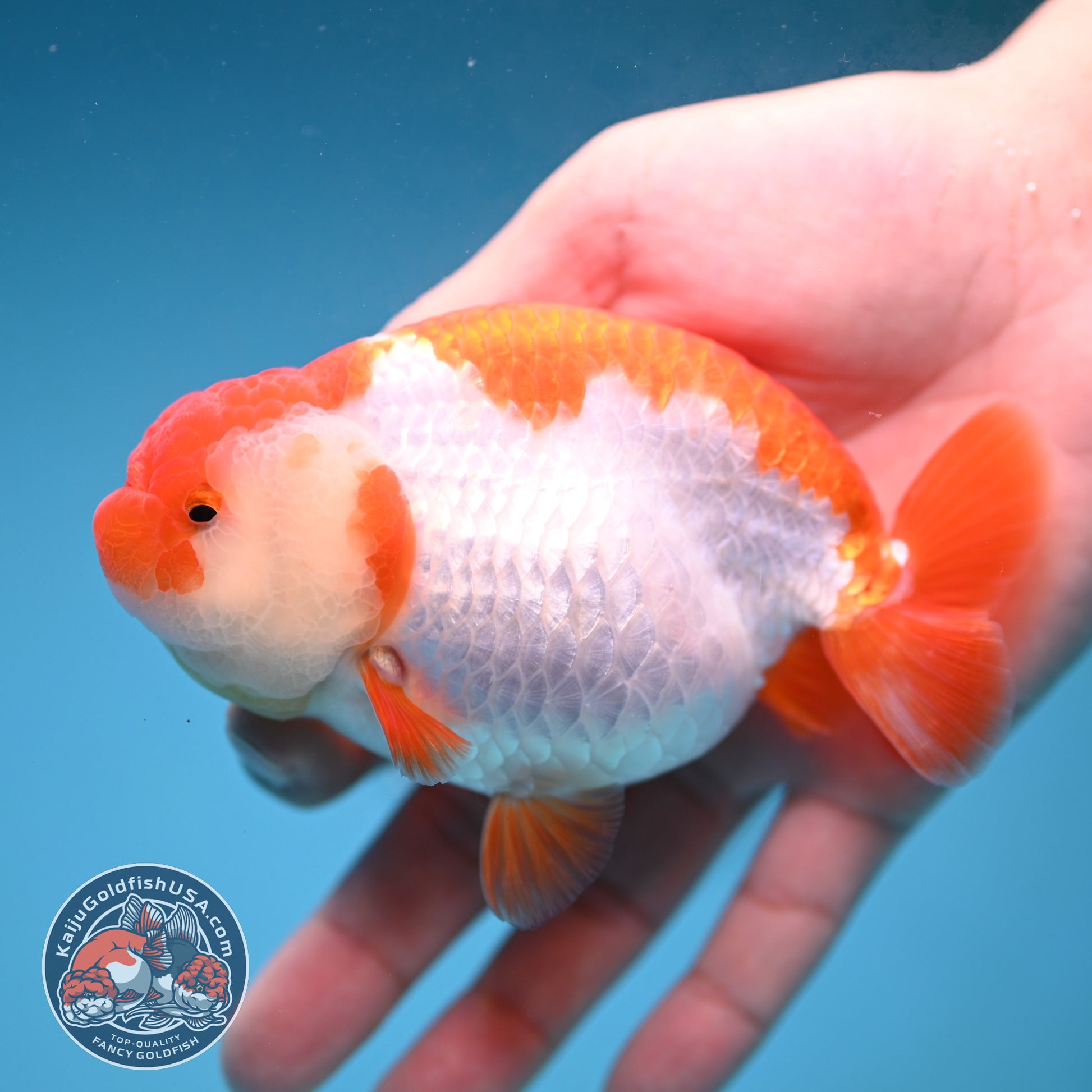 AA Grade Red White Buffalo Ranchu 4 inch Body (251219_RC02)