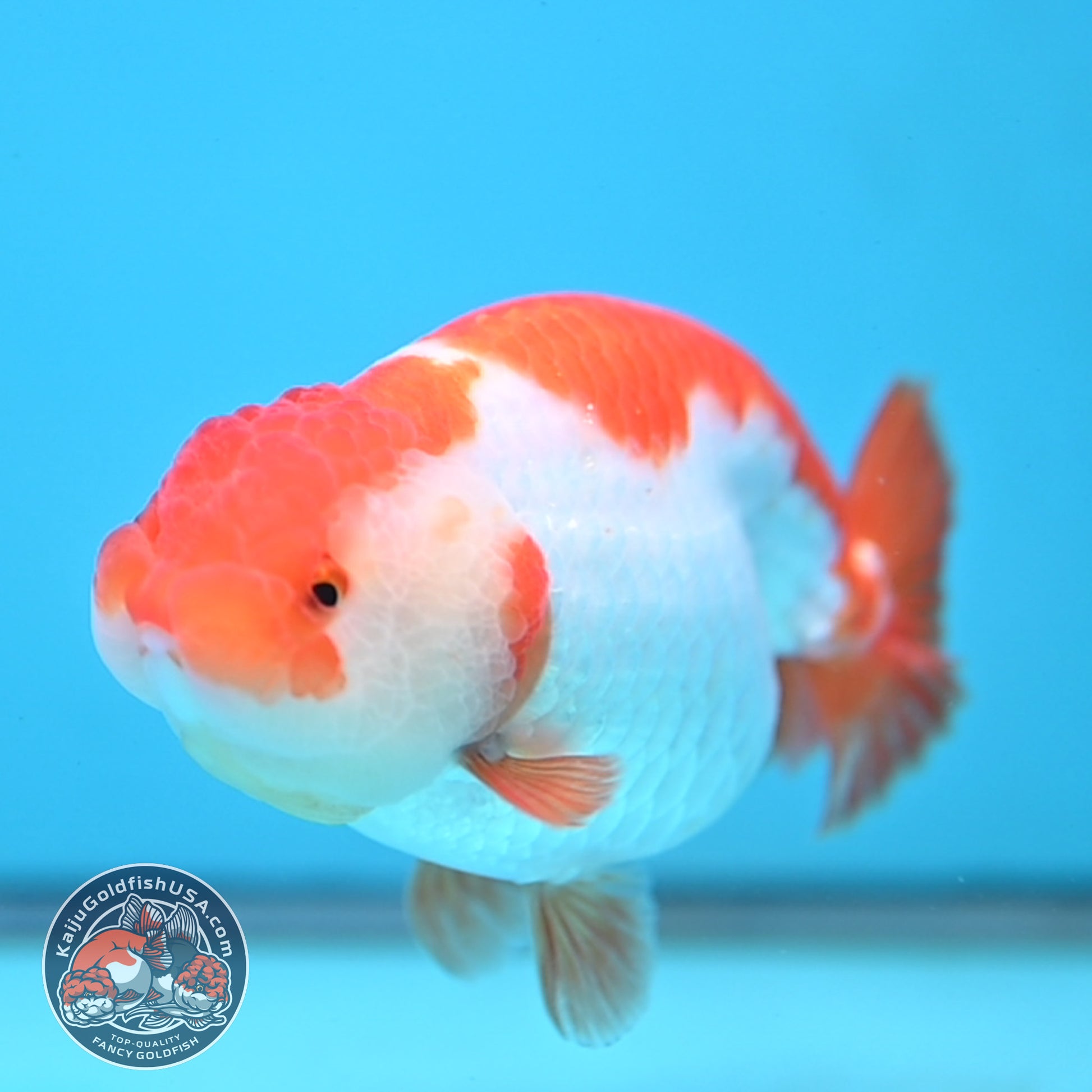 AA Grade Red White Buffalo Ranchu 4 inch Body (251219_RC02)