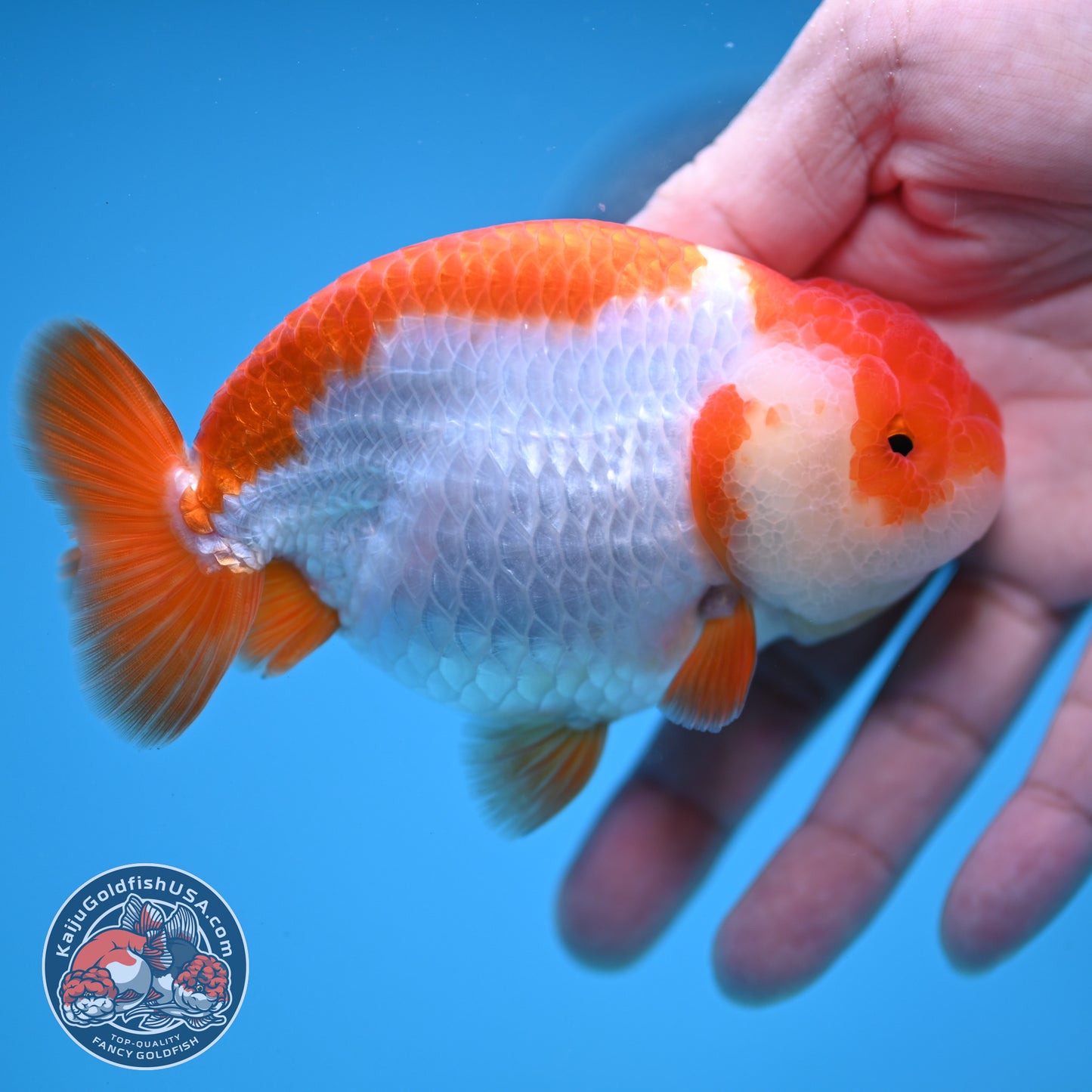 AA Grade Red White Buffalo Ranchu 4 inch Body (251219_RC02)