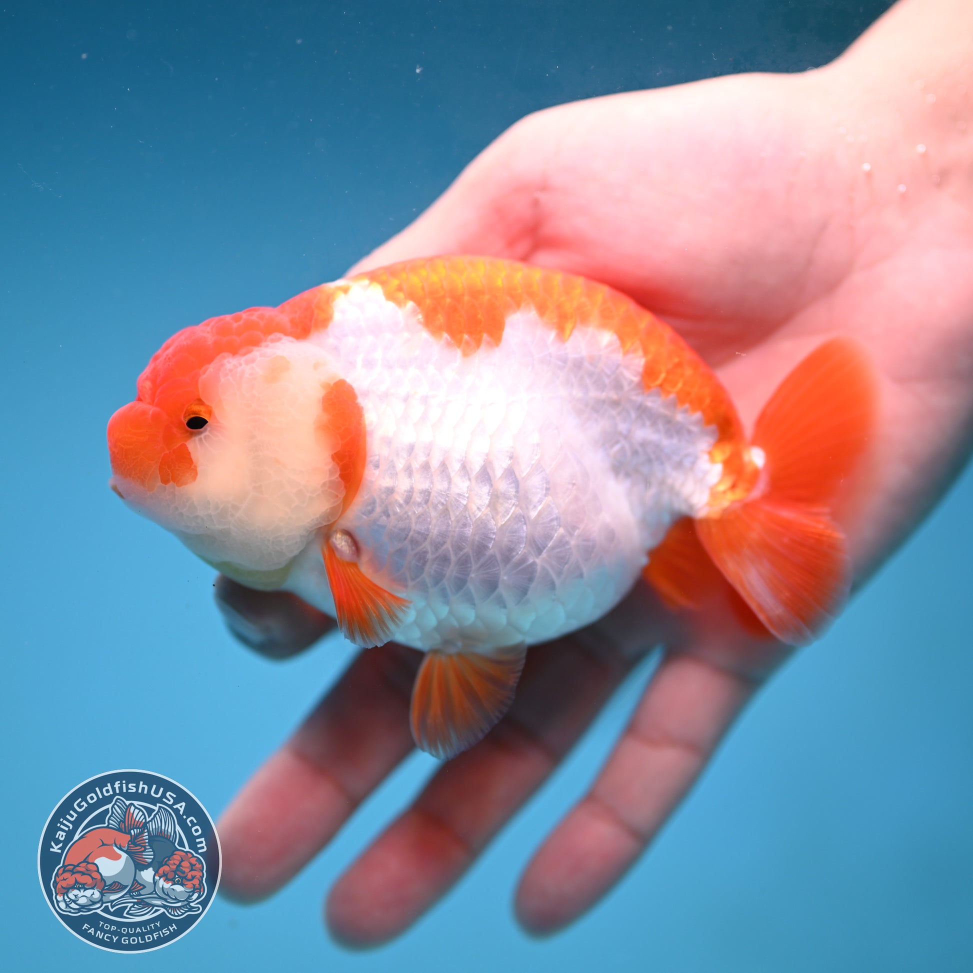 AA Grade Red White Buffalo Ranchu 4 inch Body (251219_RC02)