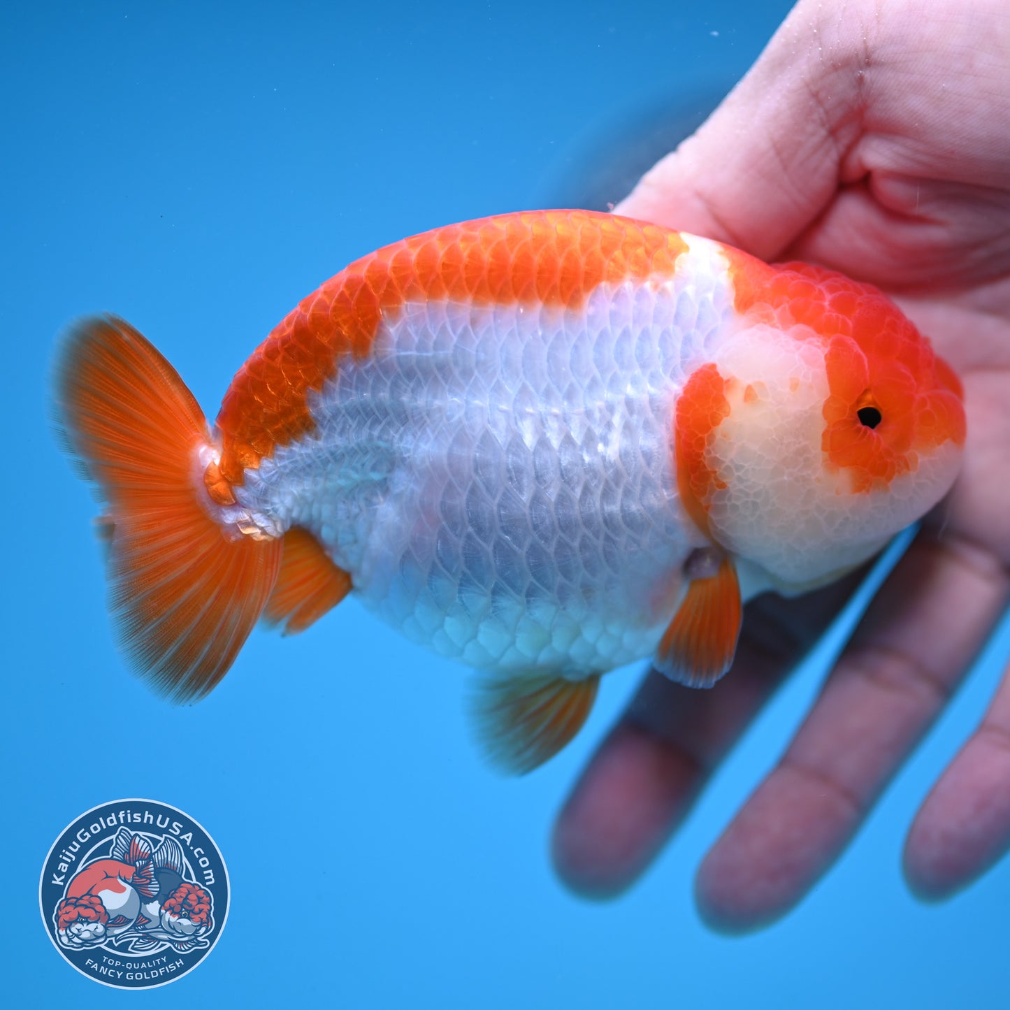 AA Grade Red White Buffalo Ranchu 4 inch Body (251219_RC02)