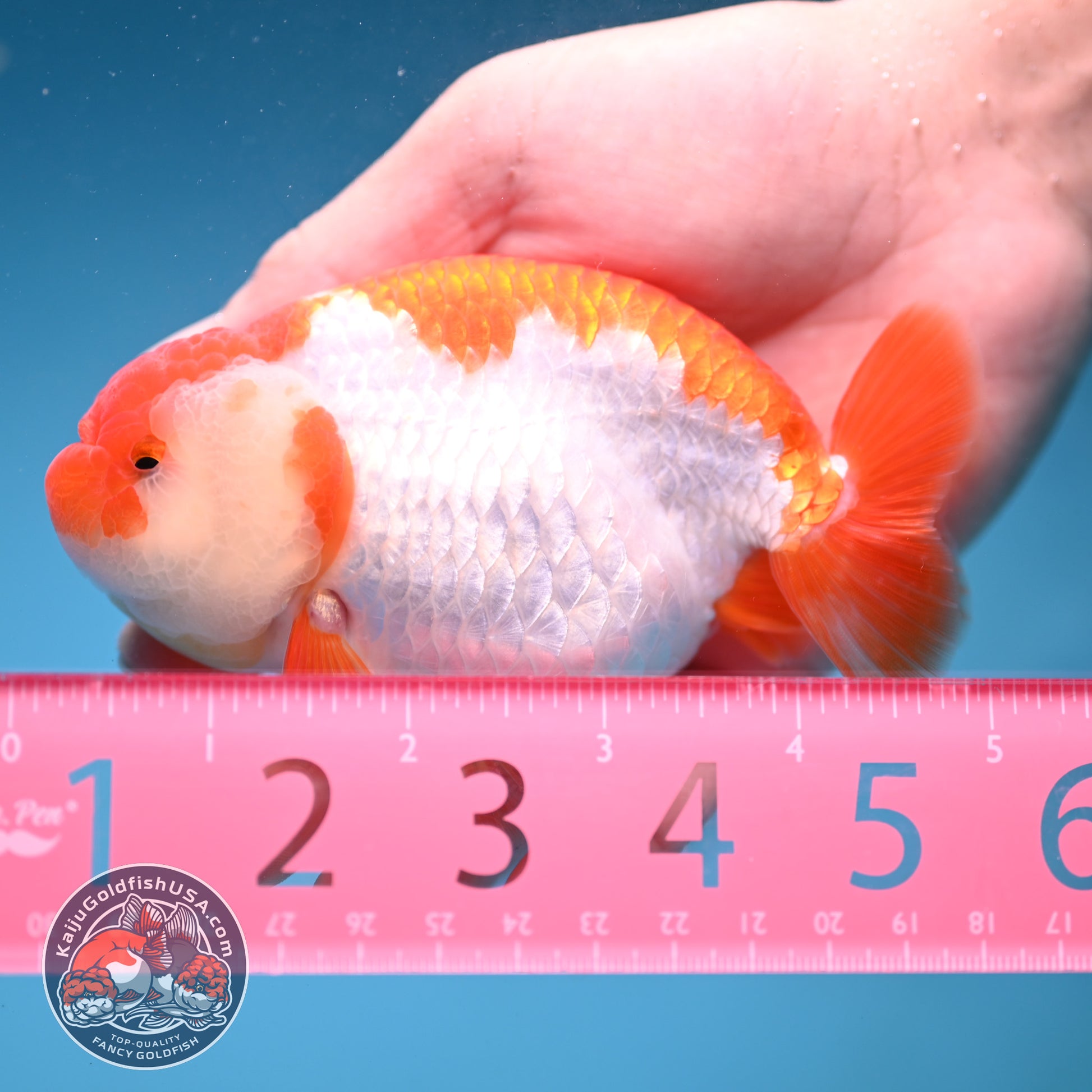 AA Grade Red White Buffalo Ranchu 4 inch Body (251219_RC02)