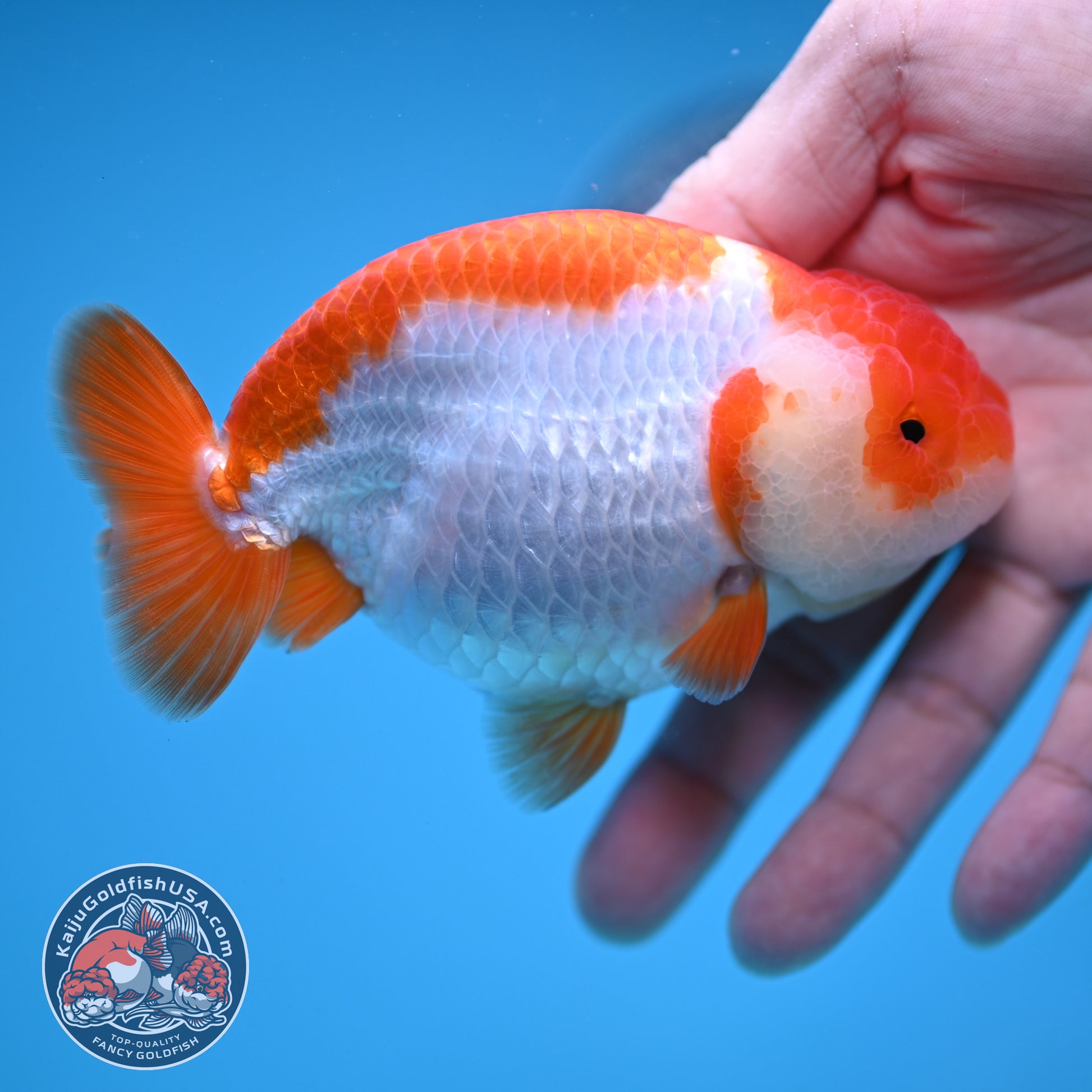 AA Grade Red White Buffalo Ranchu 4 inch Body (251219_RC02)