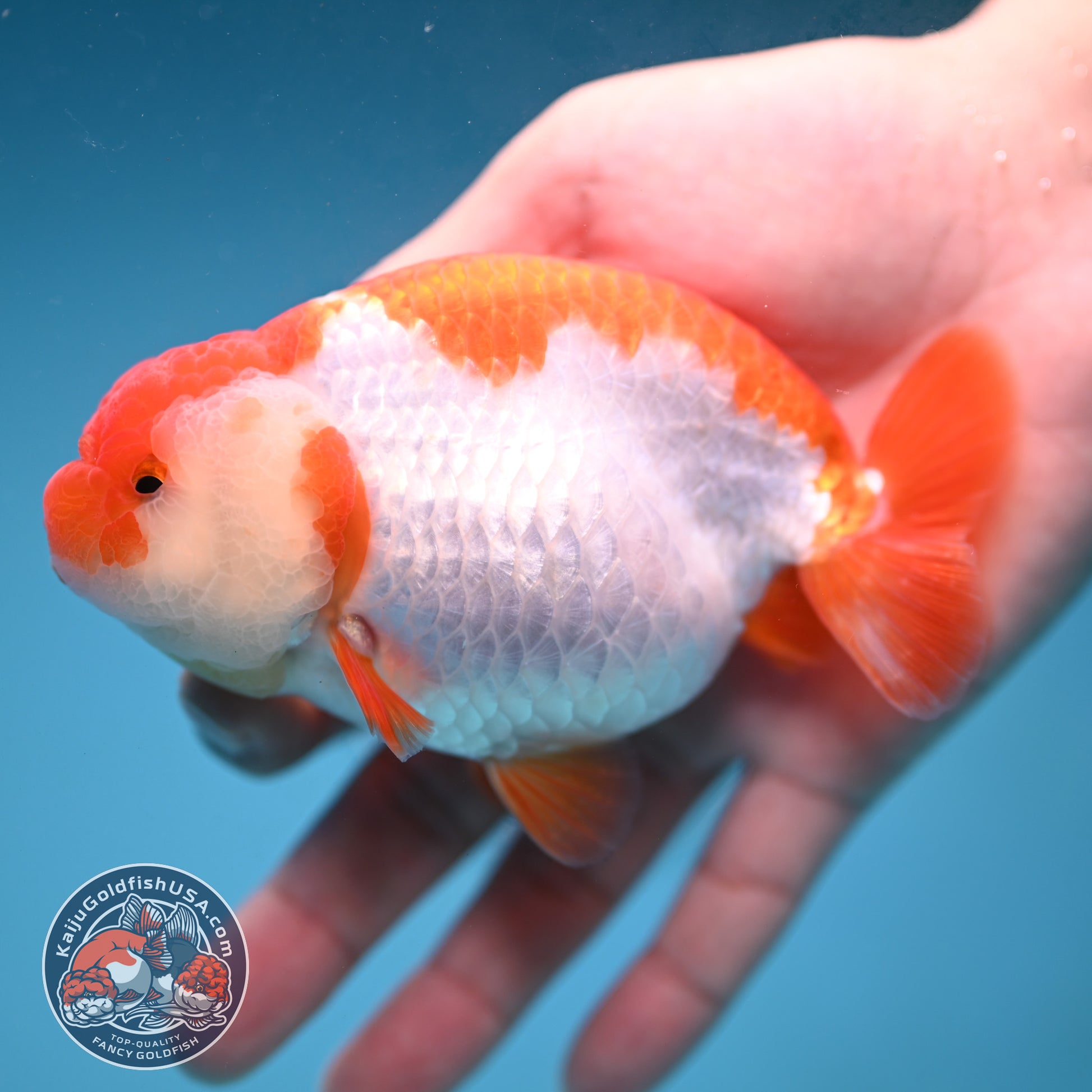 AA Grade Red White Buffalo Ranchu 4 inch Body (251219_RC02)