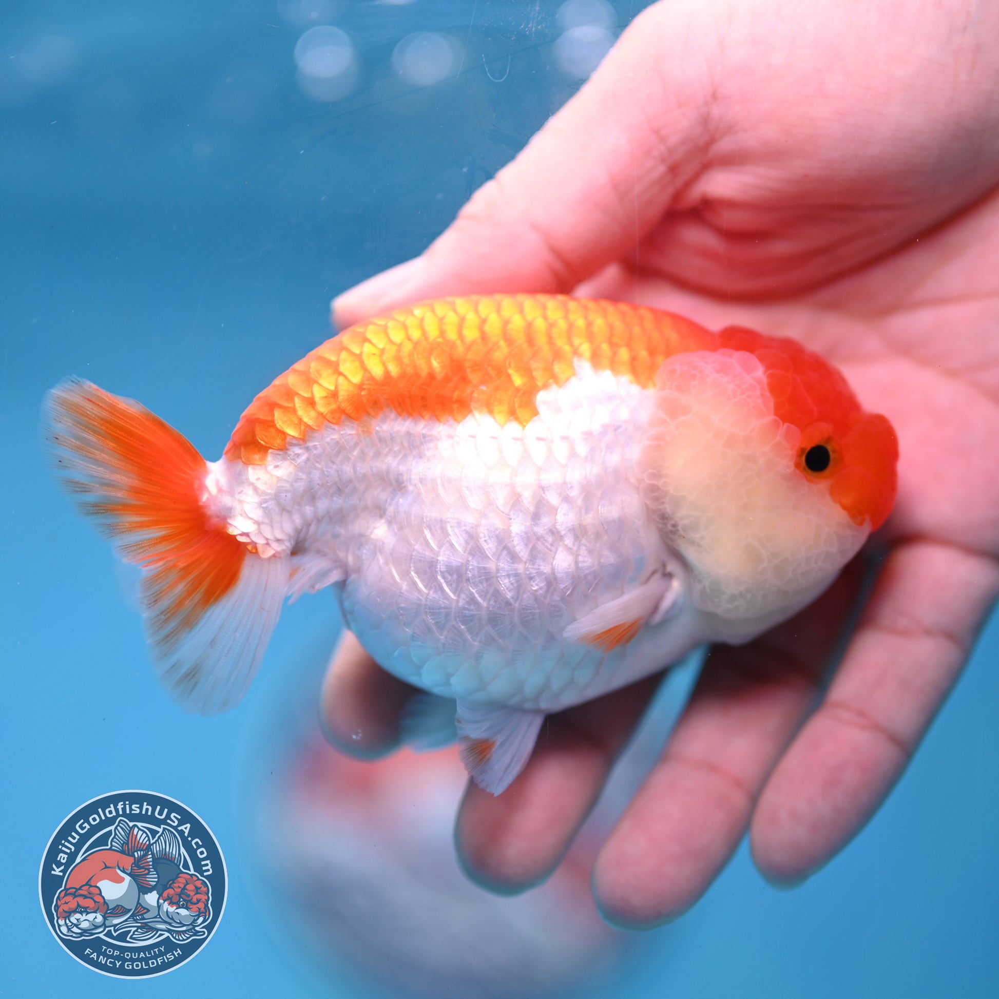 AA Grade Red White Lionchu/Ranchu 3.8 inch Body (260220_RC01)