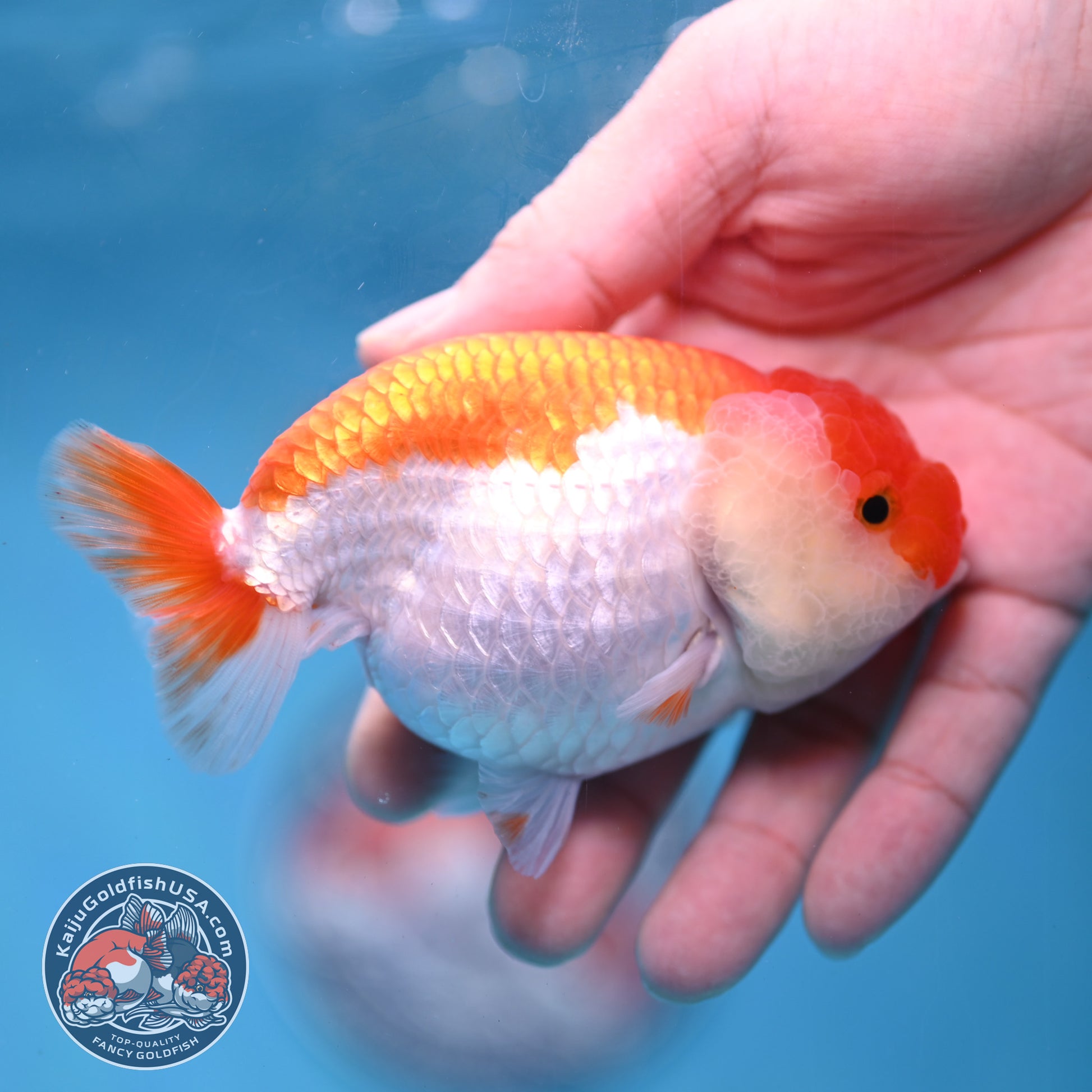 AA Grade Red White Lionchu/Ranchu 3.8 inch Body (260220_RC01)