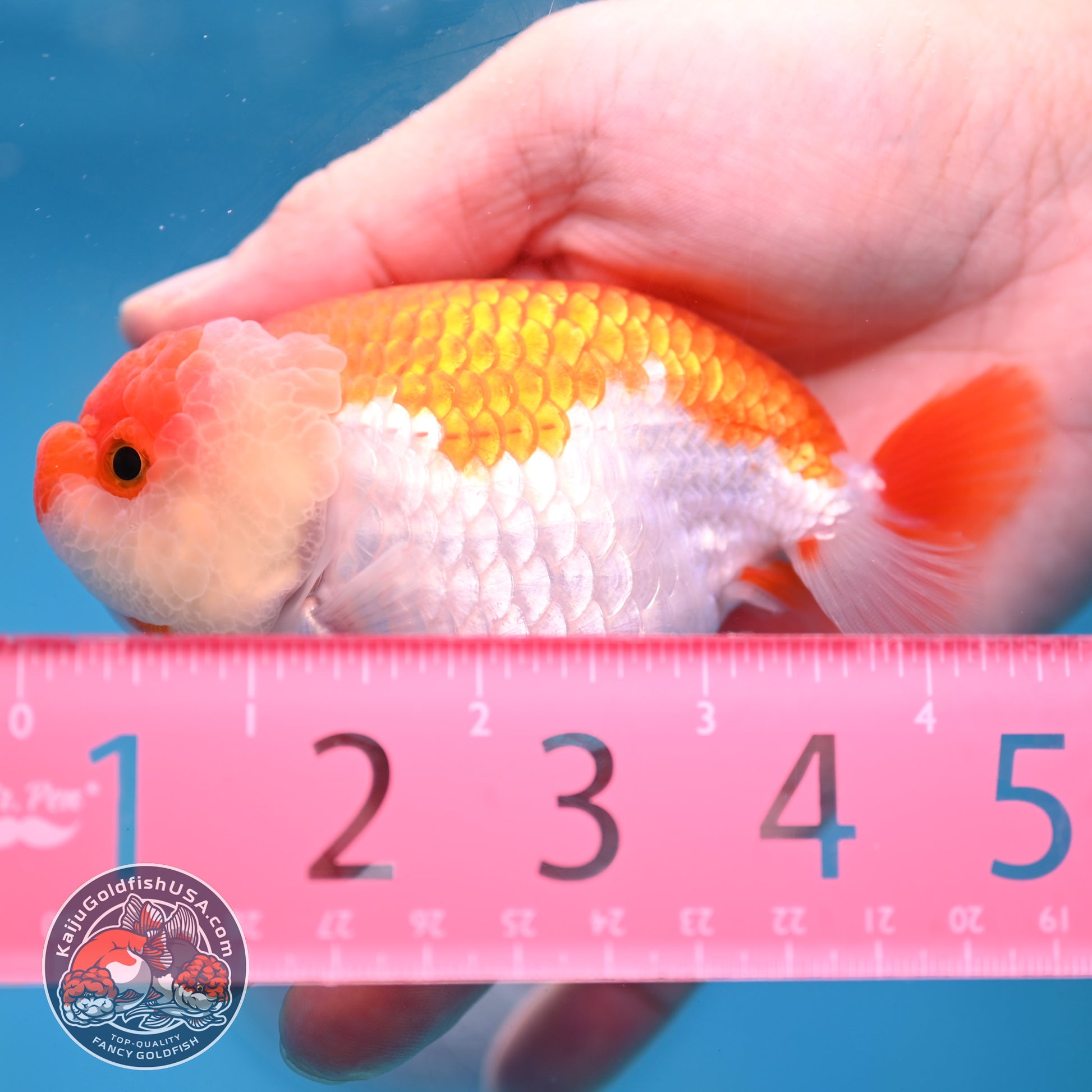 AA Grade Red White Lionchu/Ranchu 3.8 inch Body (260220_RC01)