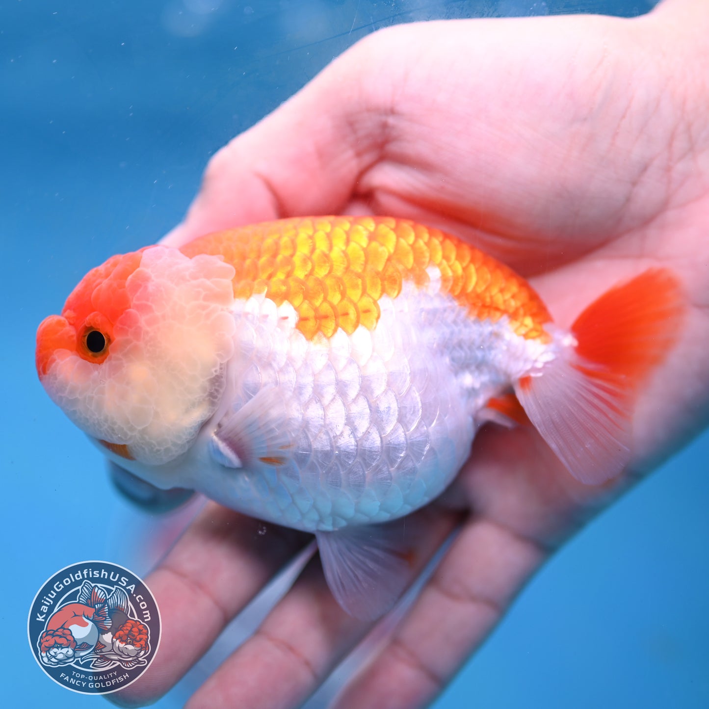 AA Grade Red White Lionchu/Ranchu 3.8 inch Body (260220_RC01)