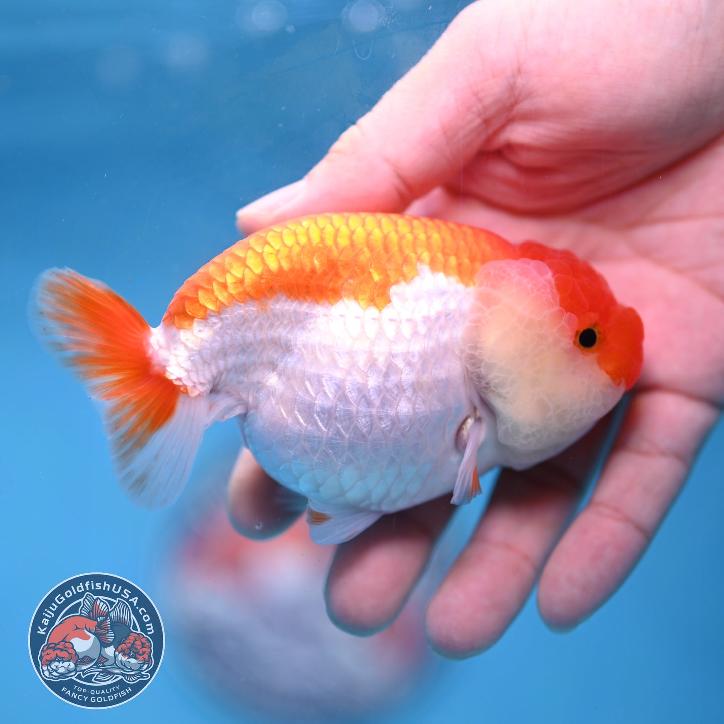 AA Grade Red White Lionchu/Ranchu 3.8 inch Body (260220_RC01)