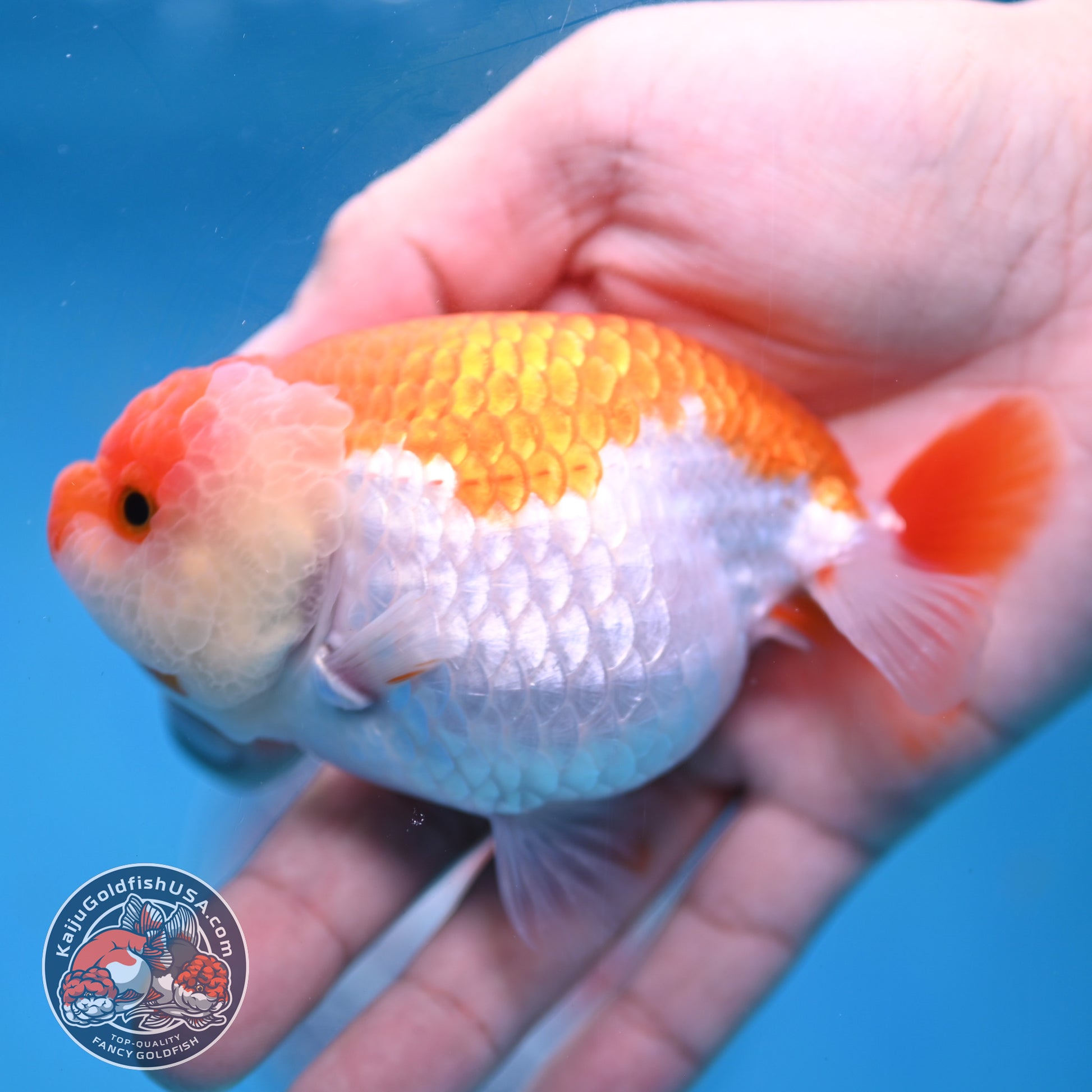 AA Grade Red White Lionchu/Ranchu 3.8 inch Body (260220_RC01)